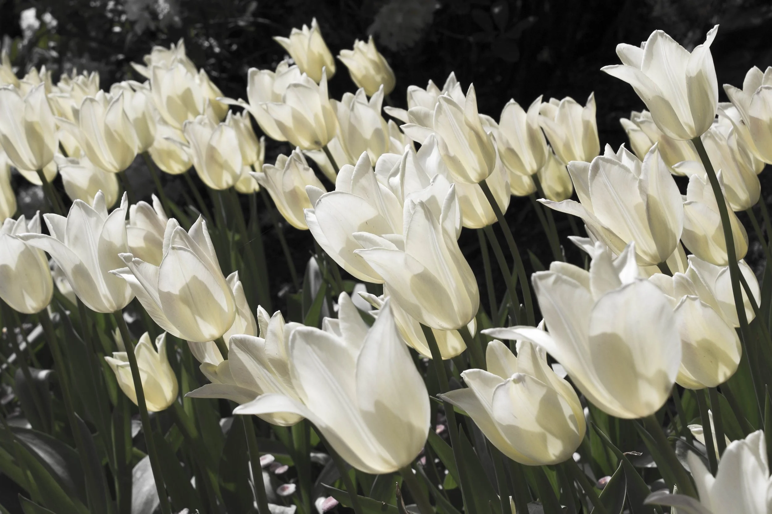 Jardin des fleurs, Victoria – Tulipes jaunes