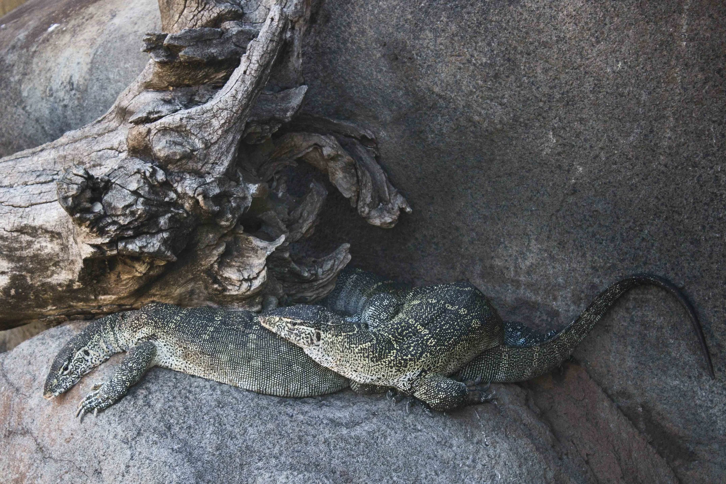 Hawaï – Couple de lézards