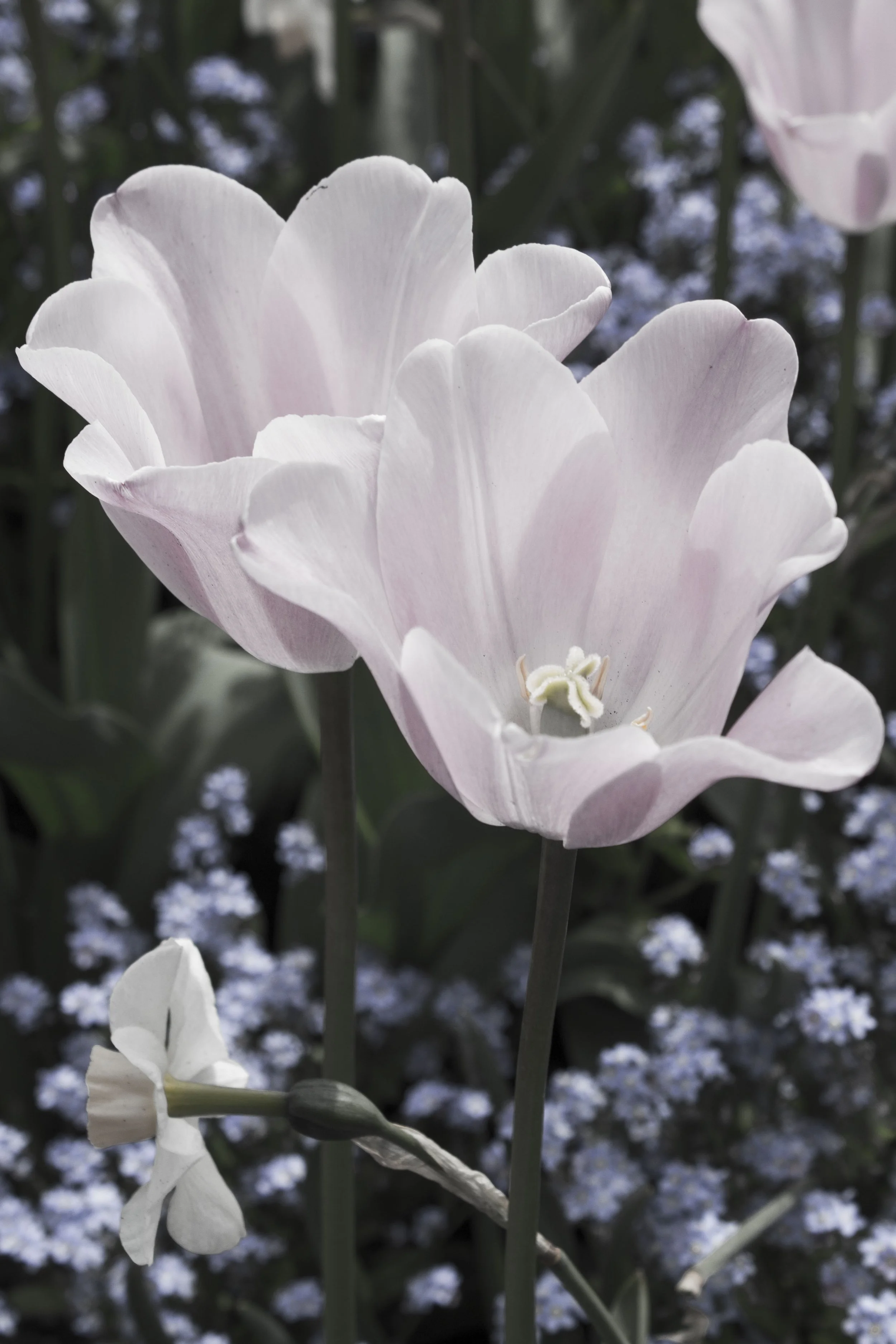 Jardin des fleurs, Victoria – Grandes fleurs roses