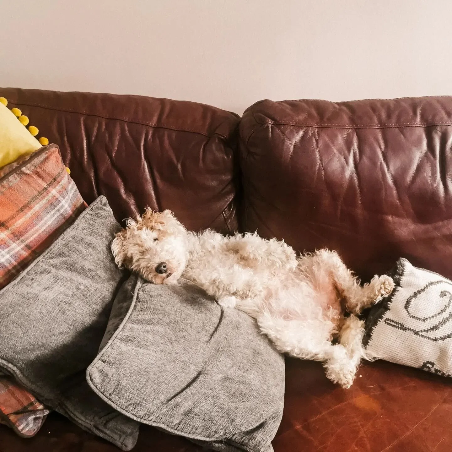 Magnus Dog Walking Macclesfield Dog Walker