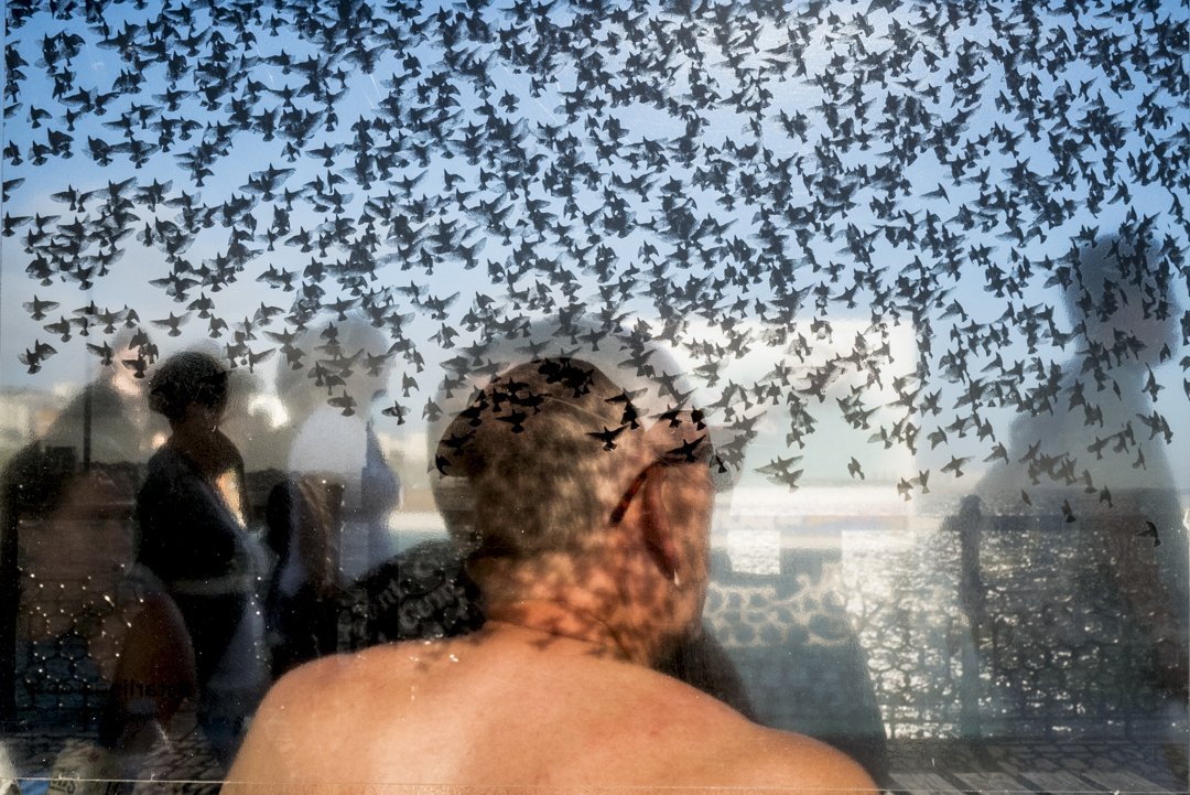 Artistic image showing a man facing away, with a reflection of a flock of birds flying across a blue sky overlaying various people at a waterfront.