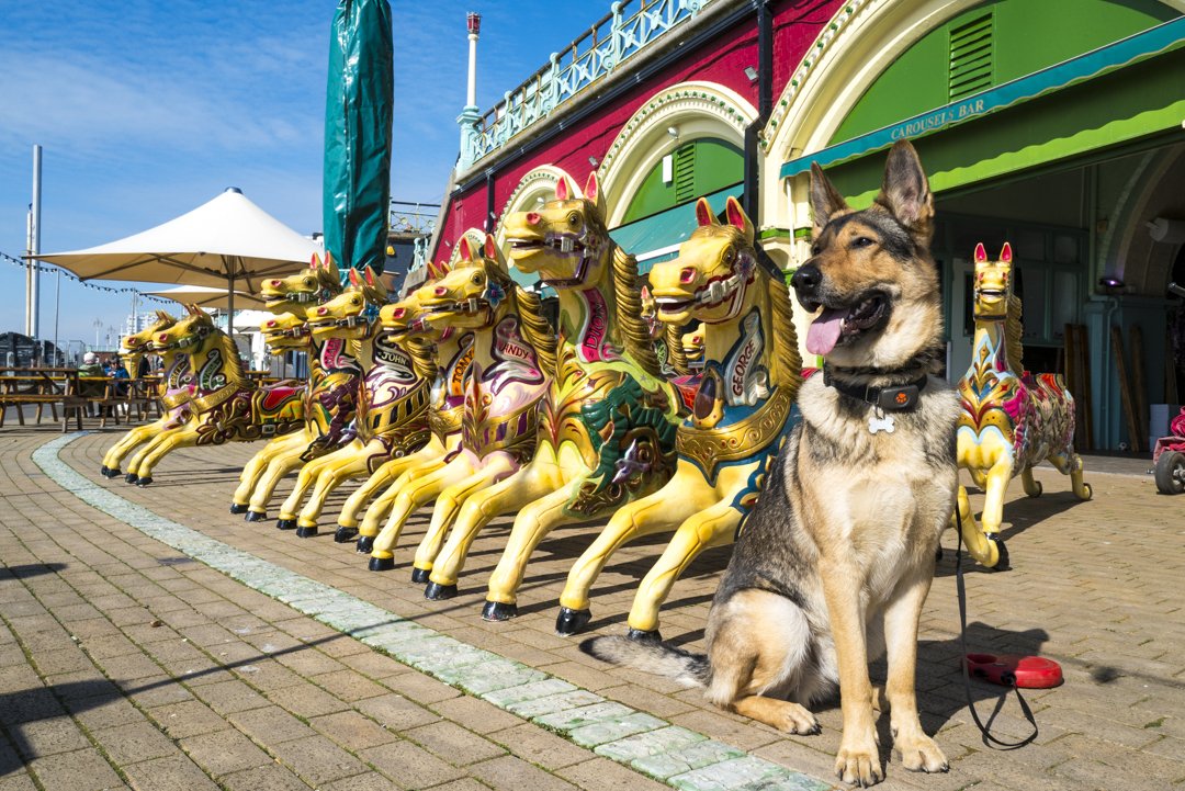 A large dog sitting next to a row of colourful carousel horses outside a building with a red facade. The area is paved and there is a white umbrella with picnic tables nearby.