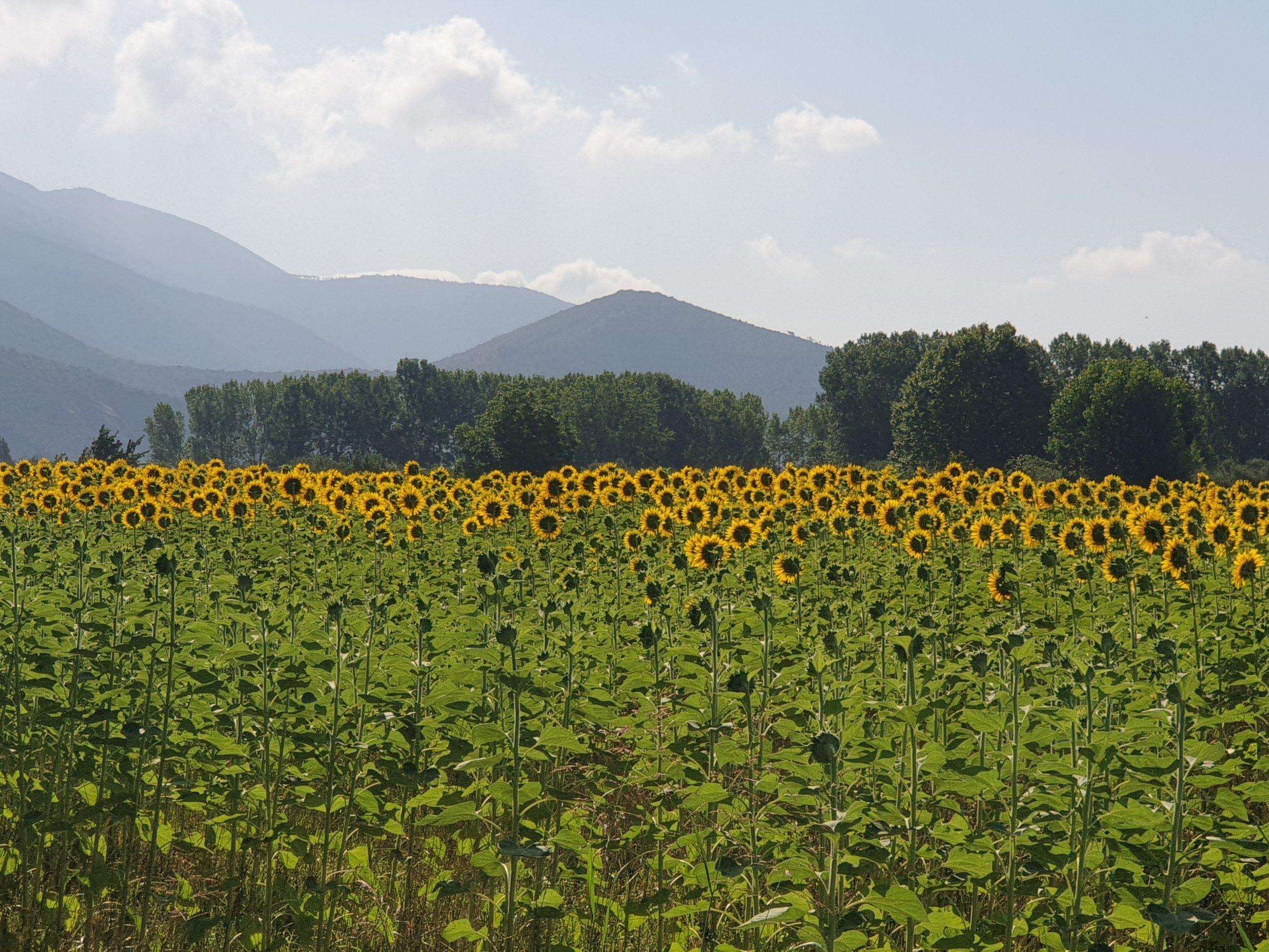 Sunflowers on the way to Pisa