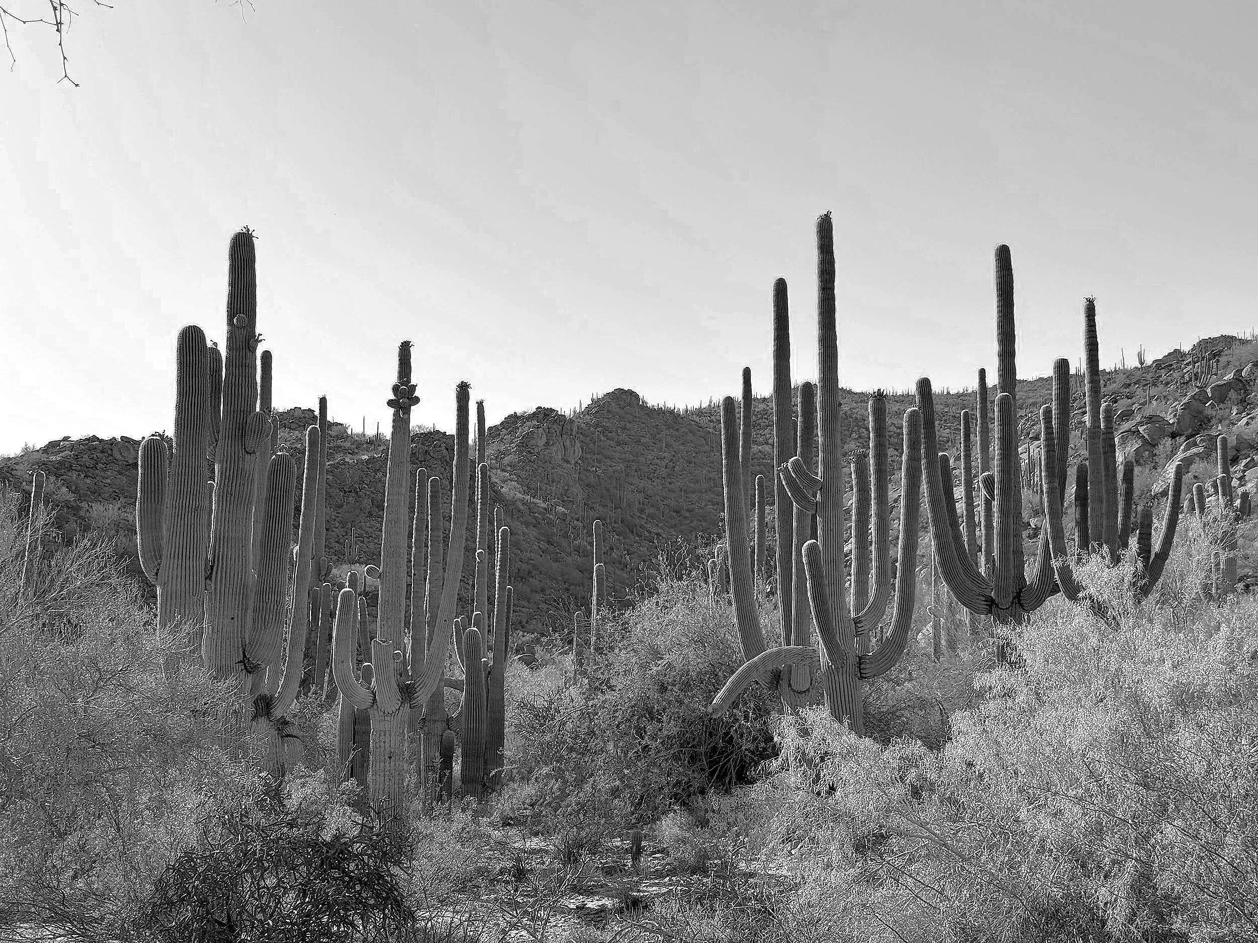 Exploring Tucson, AZ