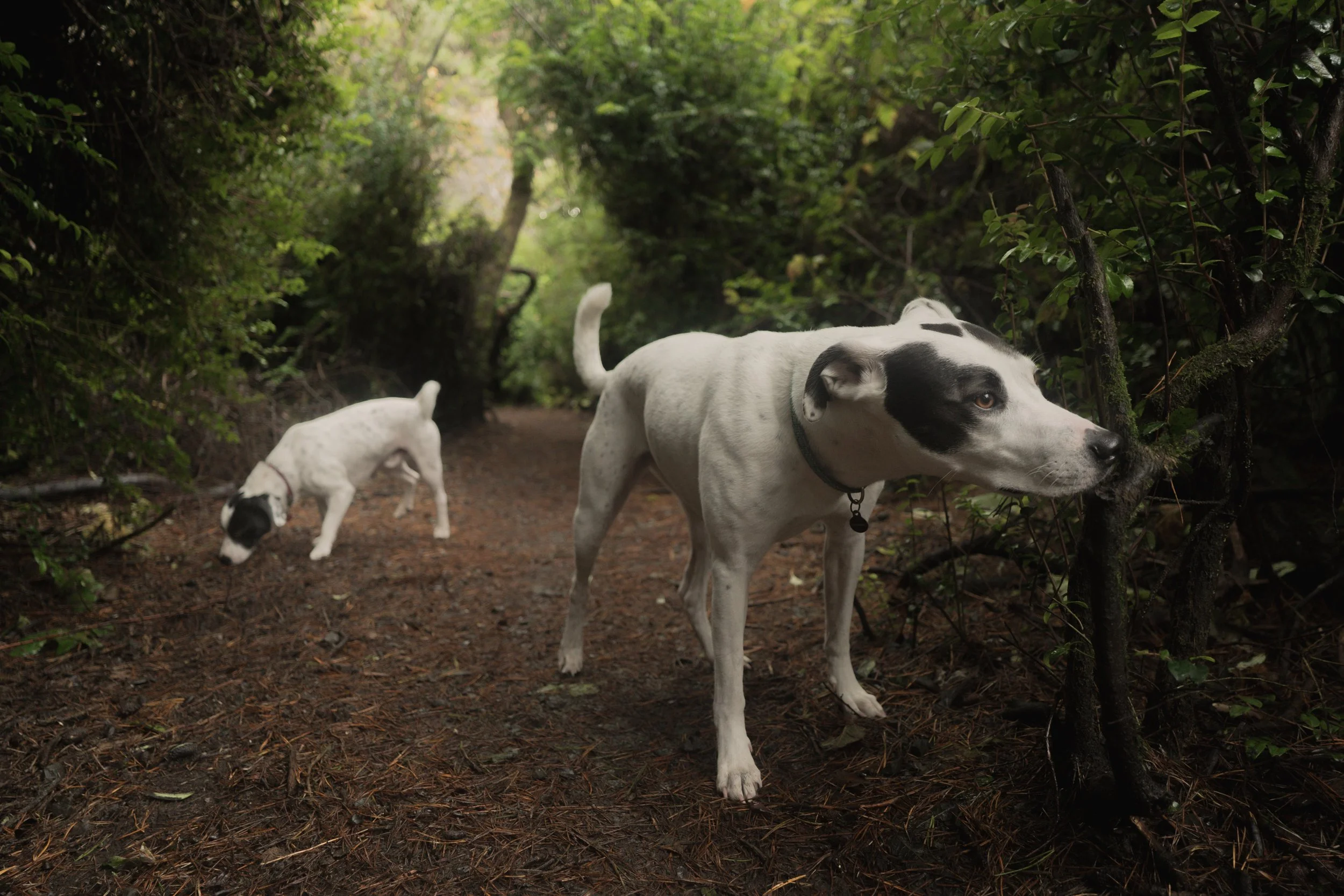 Pets-195.jpg