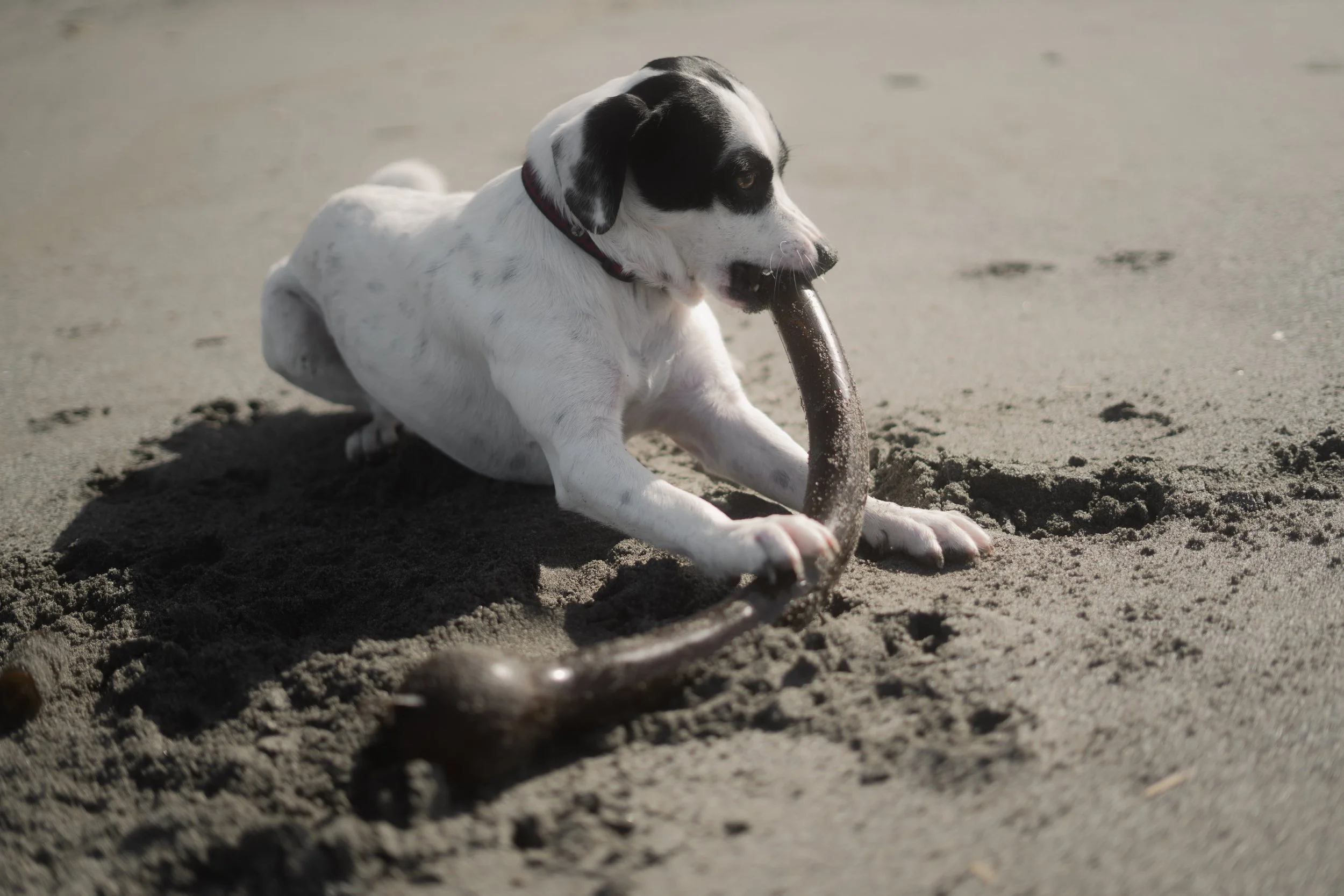 Pets-43.jpg