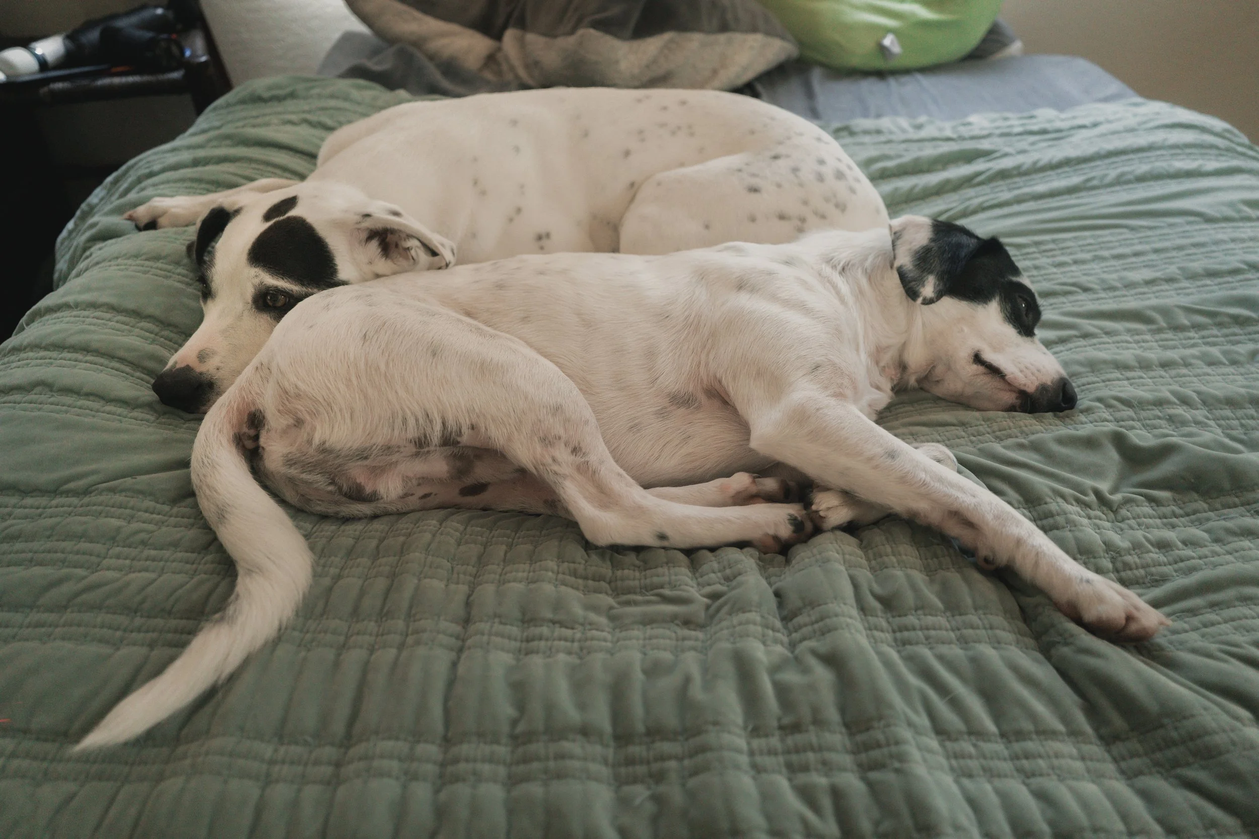 Pets-219.jpg