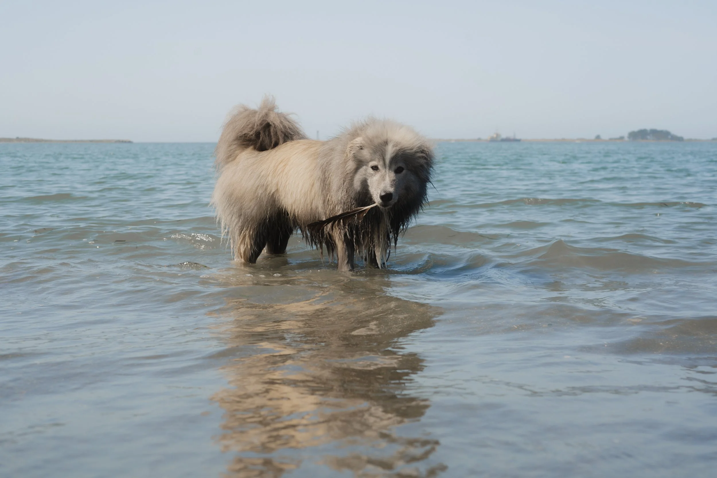 Pets-78.jpg