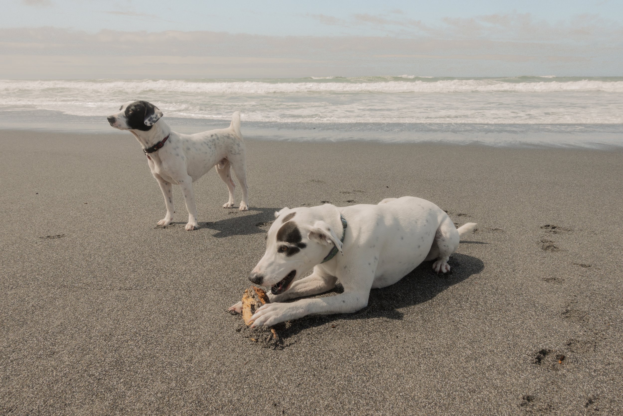 Pets-147.jpg