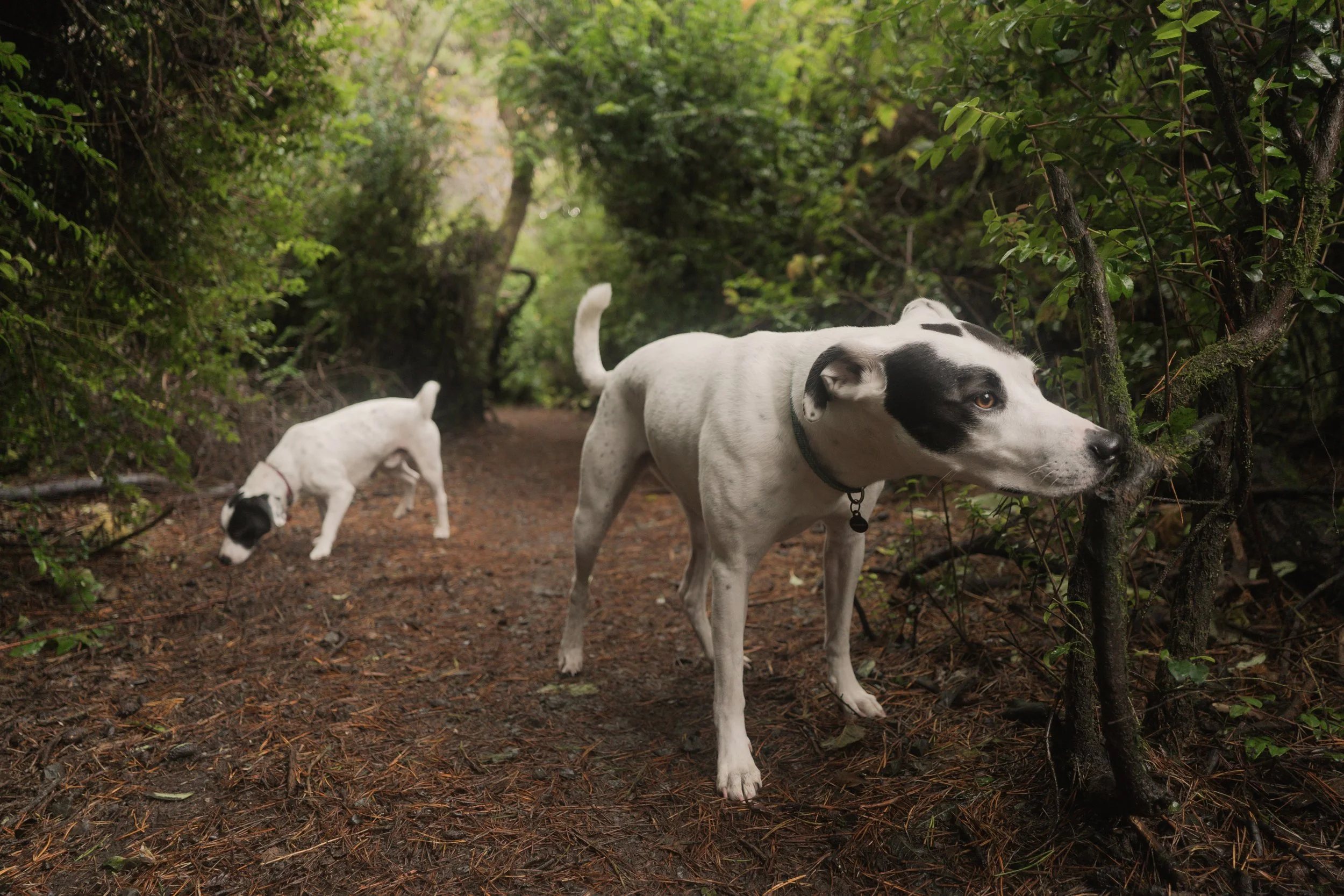 Pets-52.jpg