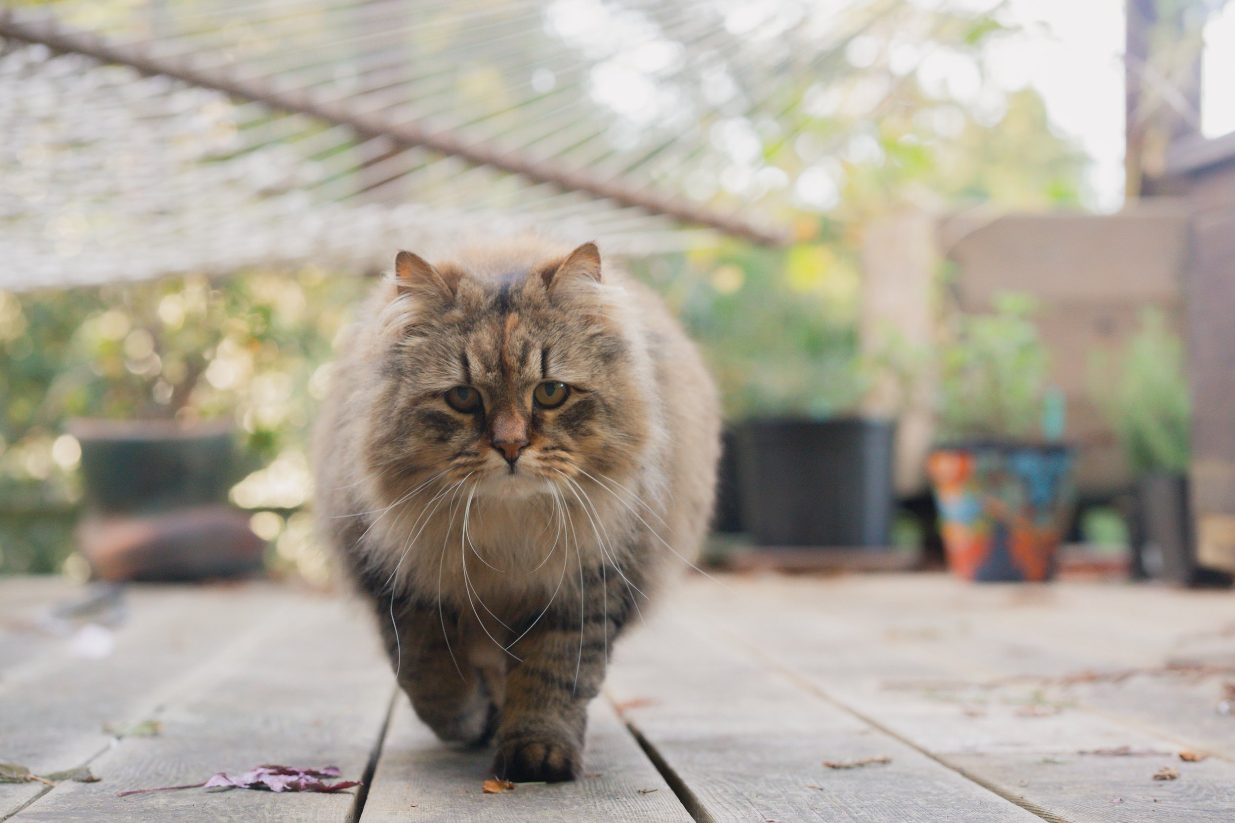 Pets-2.jpg