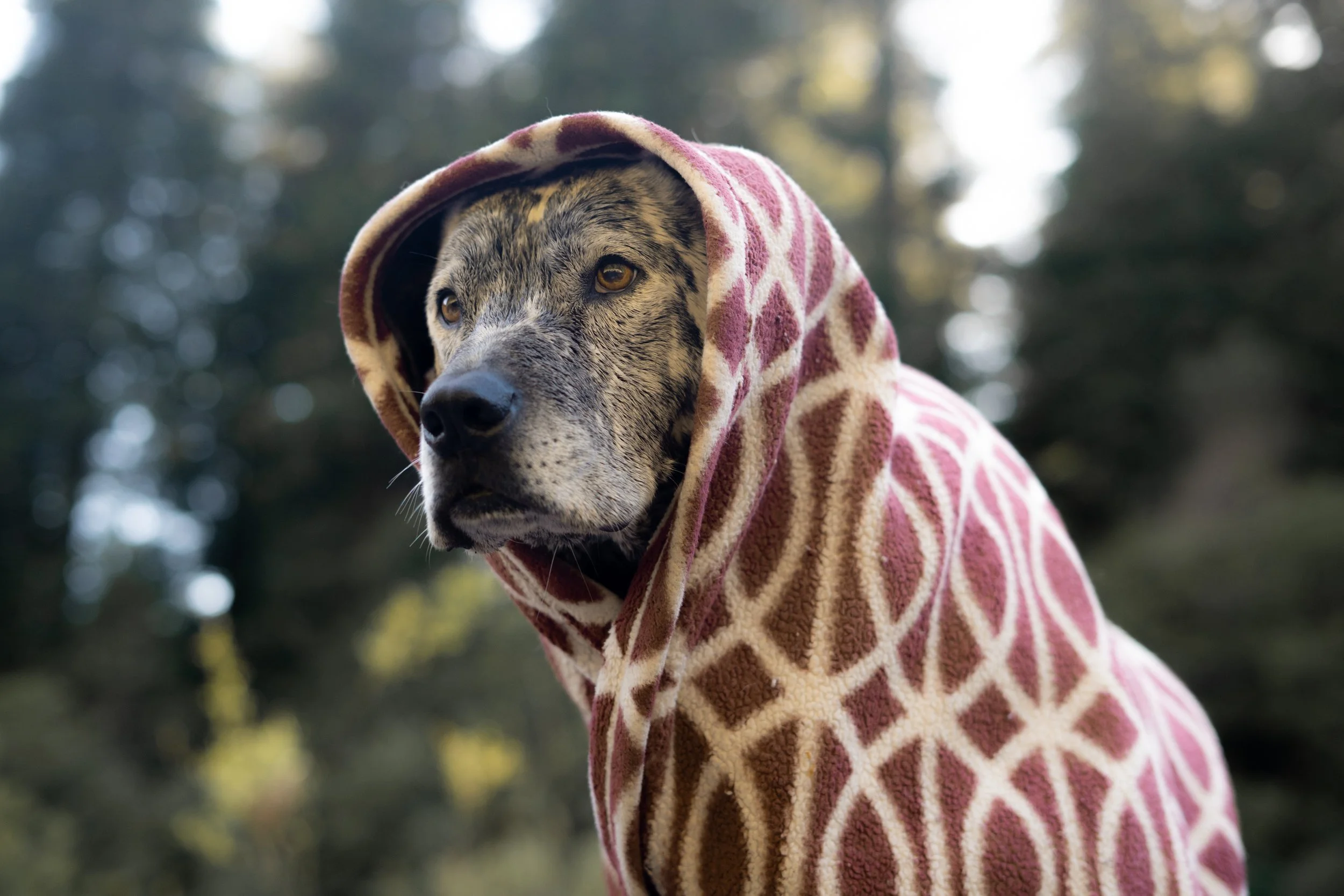 Pets-15.jpg