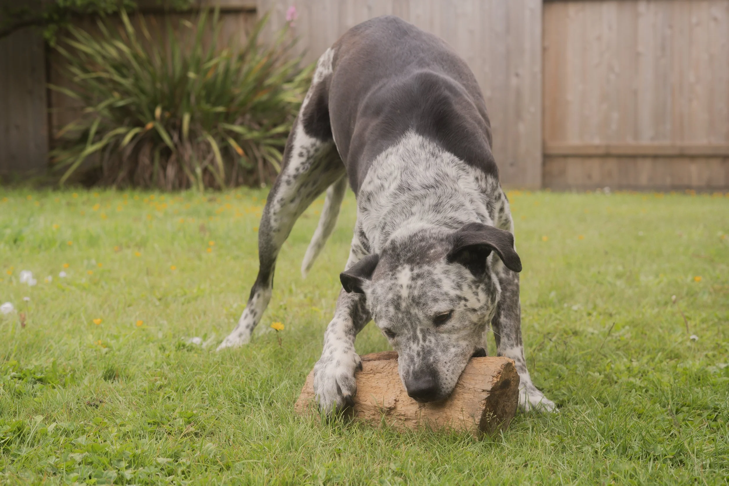 Pets-211.jpg