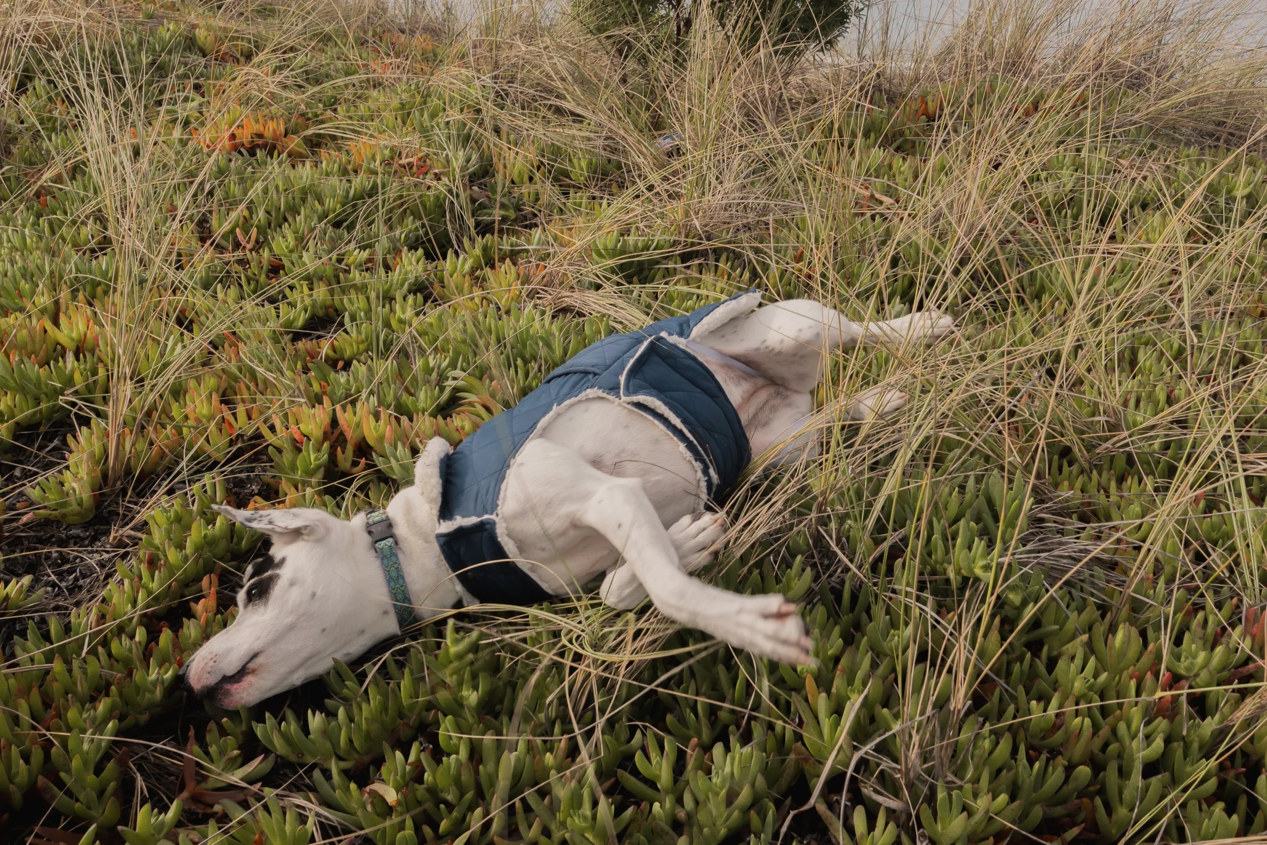 Pets-111.jpg