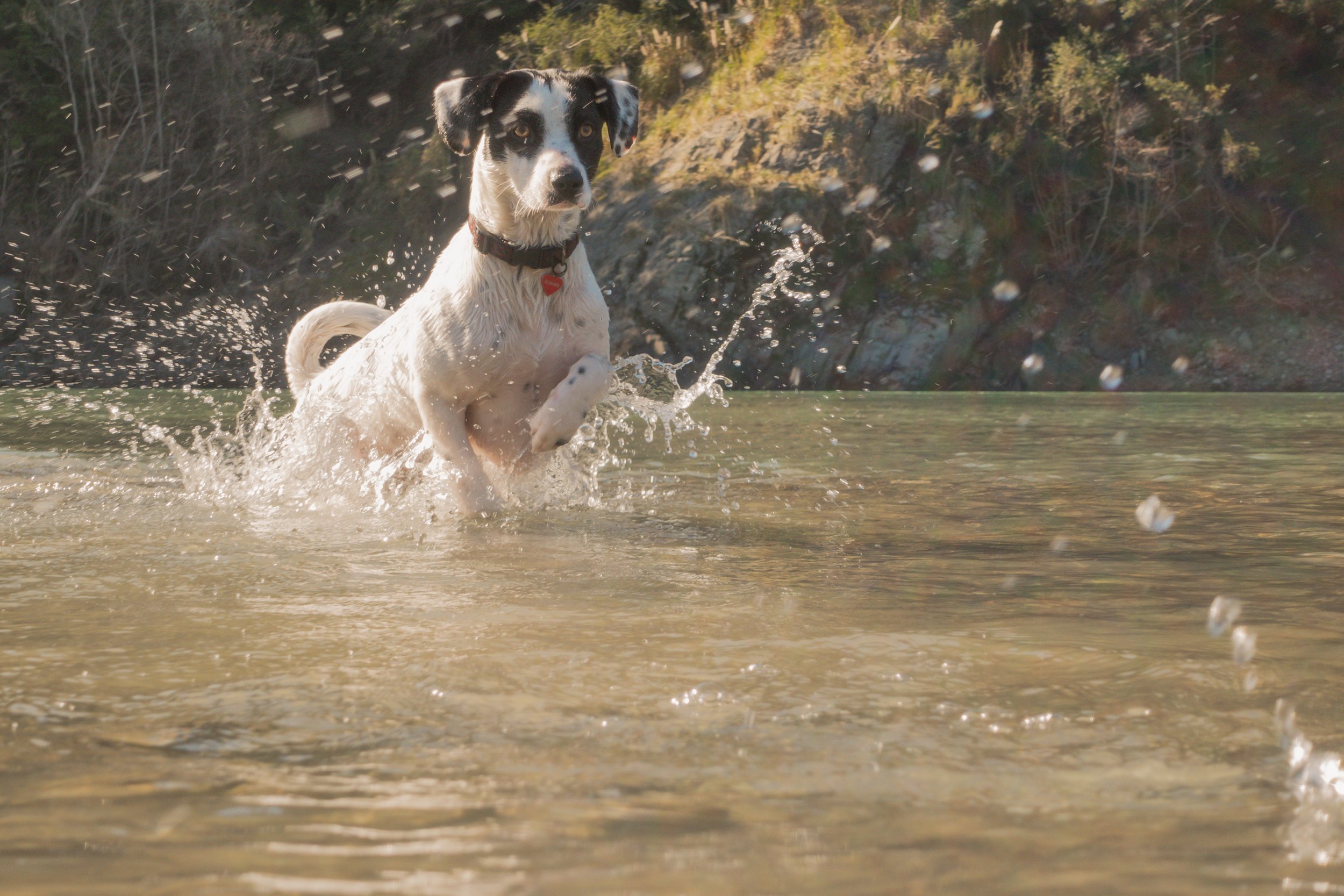 Pets-101.jpg