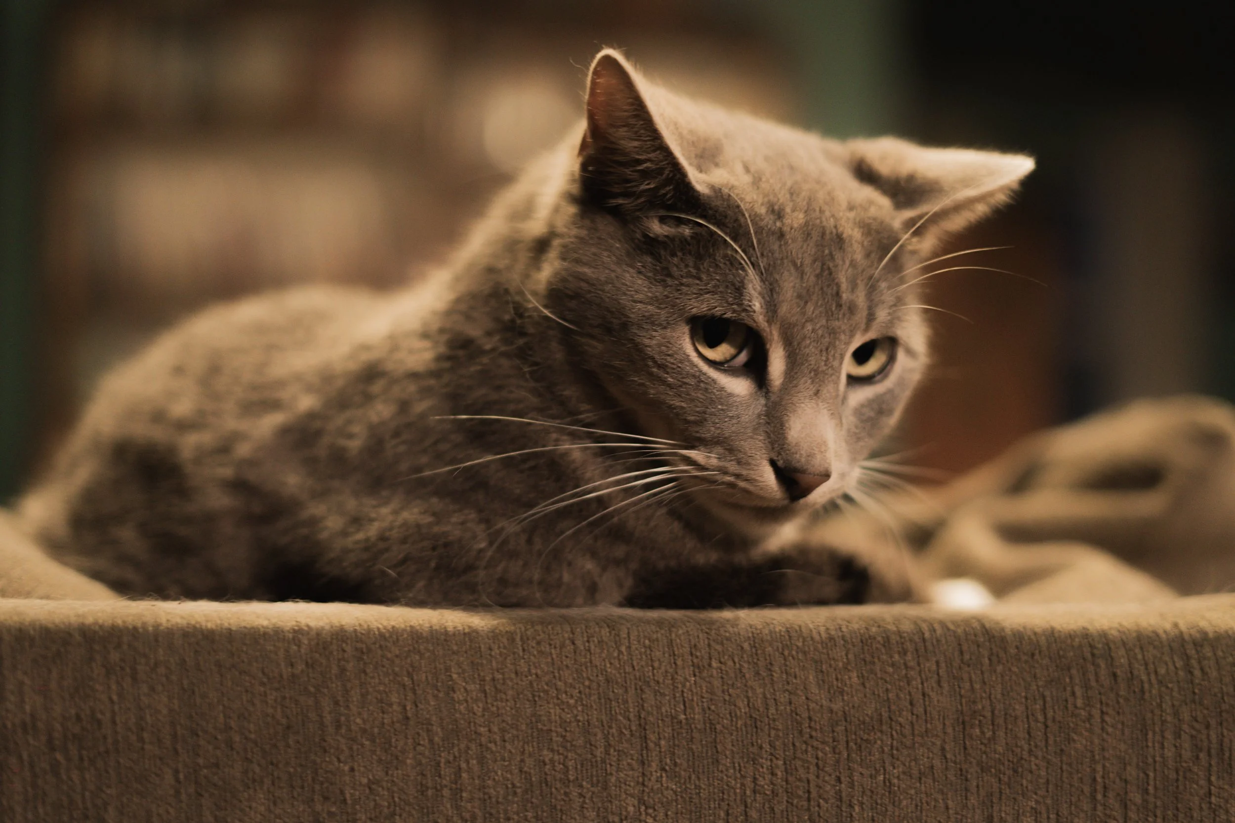 Pets-45.jpg