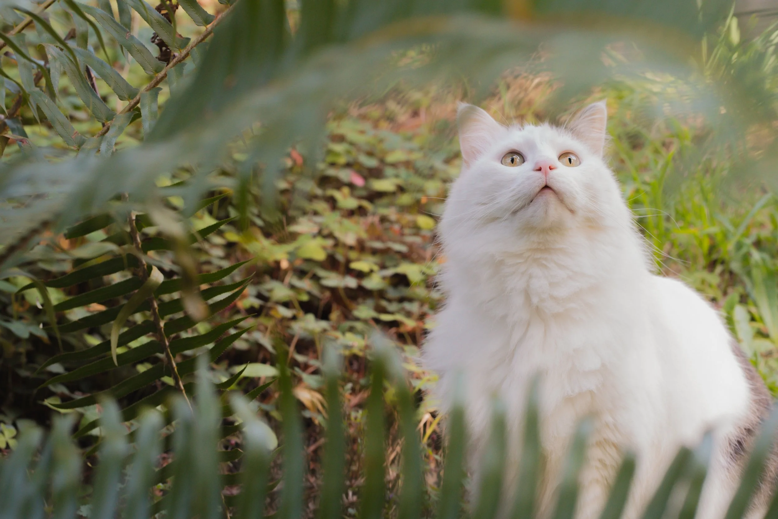Pets-7.jpg