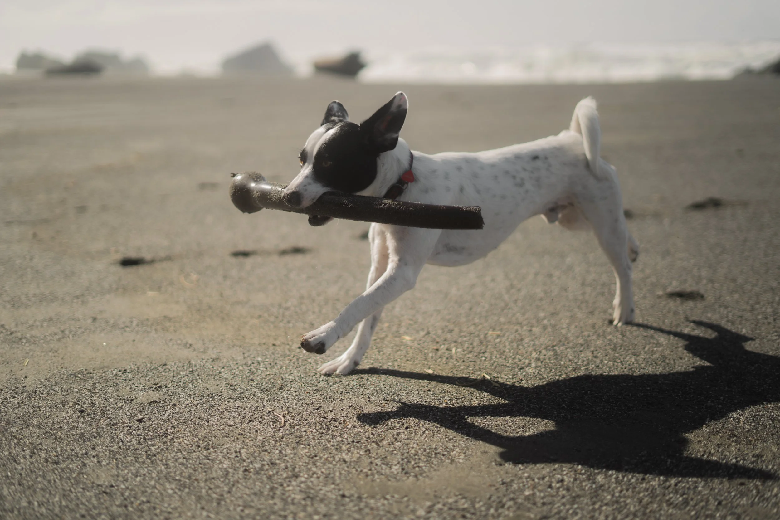 Pets-146.jpg