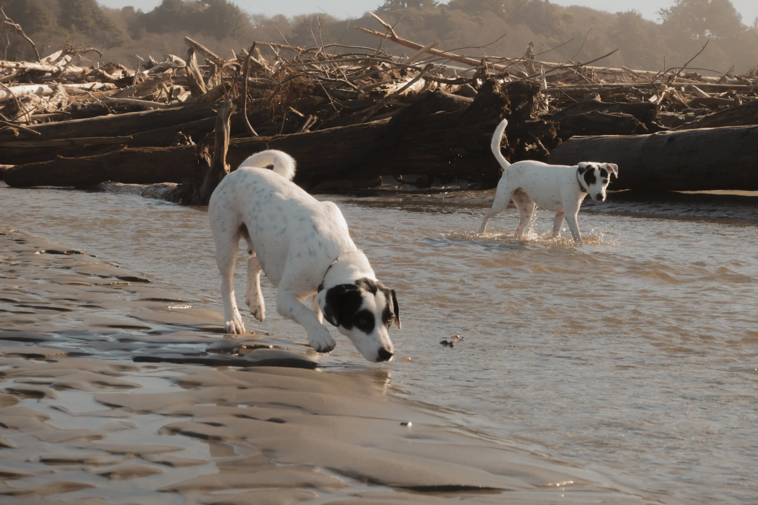 Pets-203.jpg