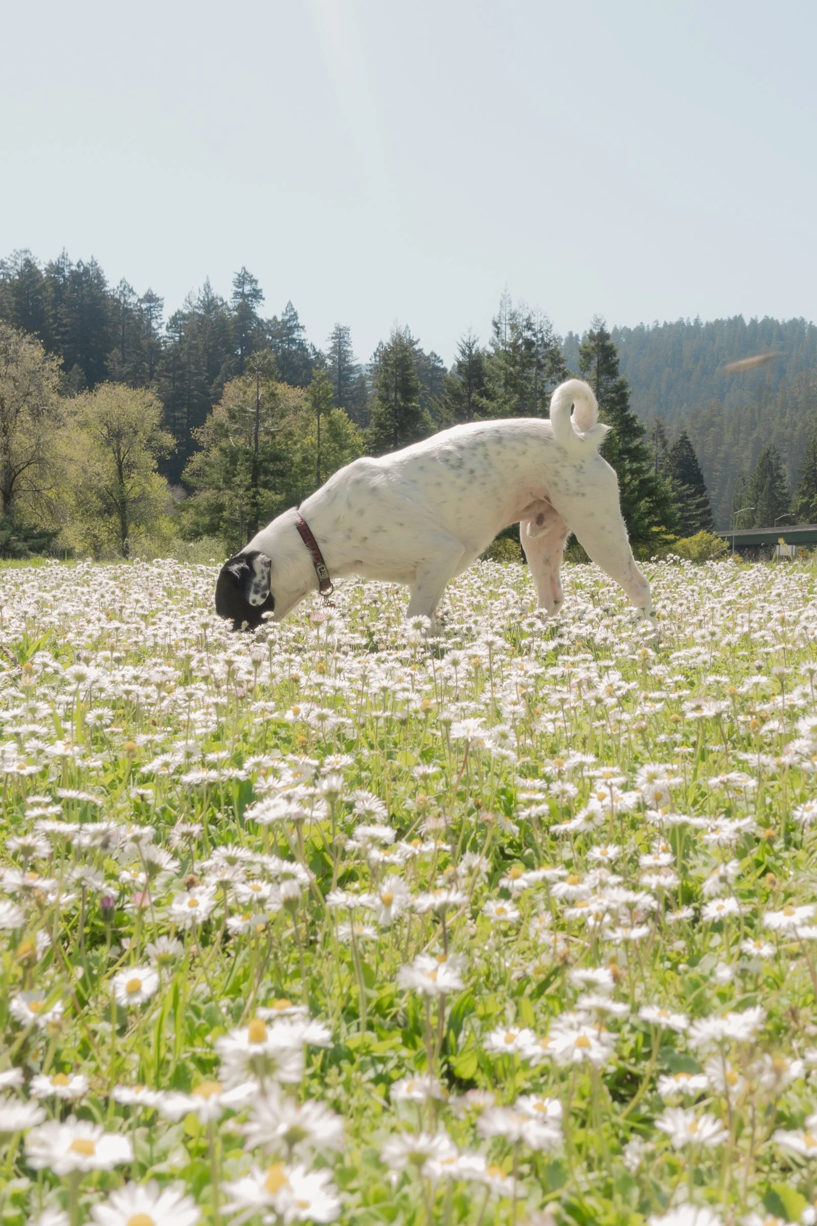 Pets-163.jpg