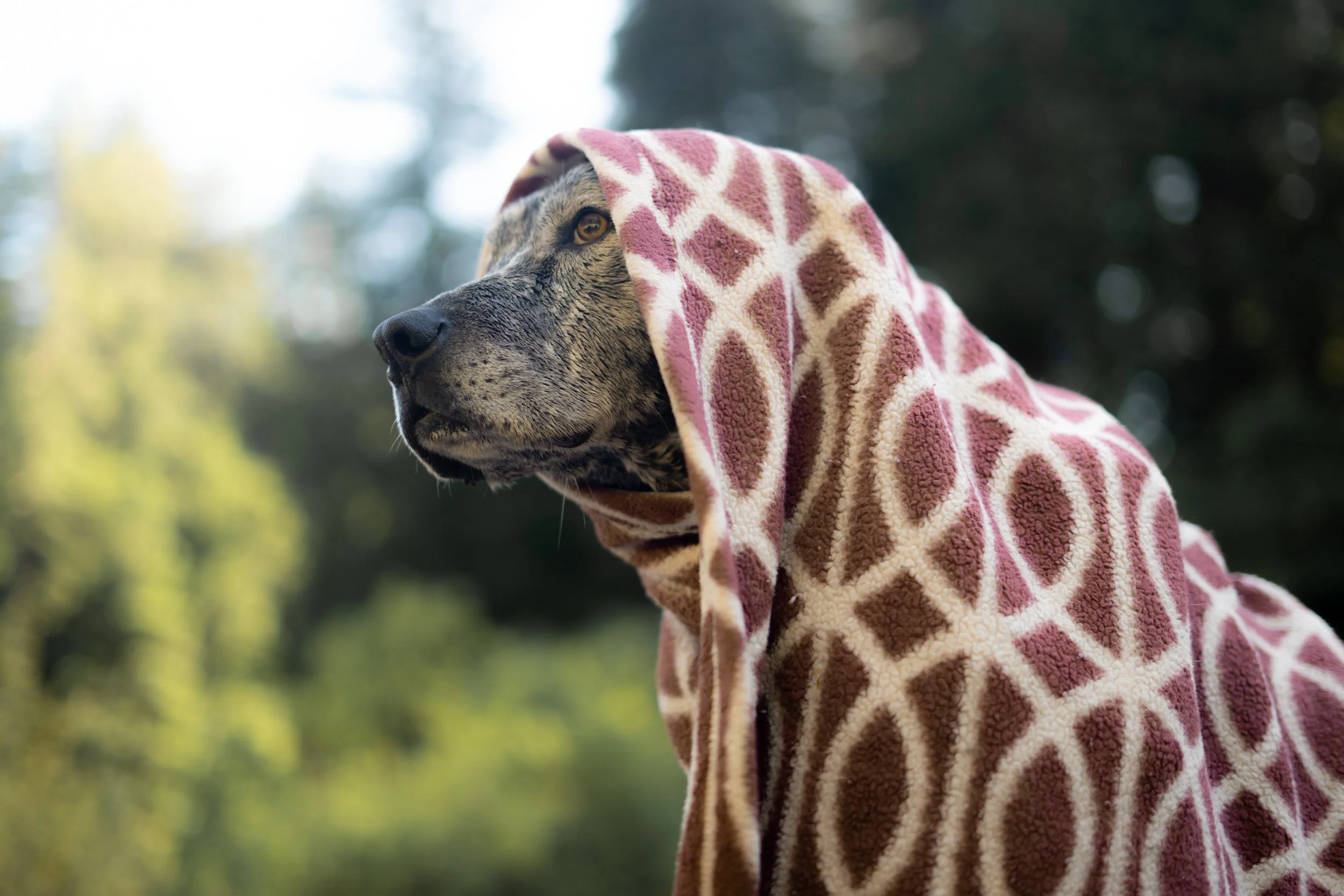 Pets-25.jpg