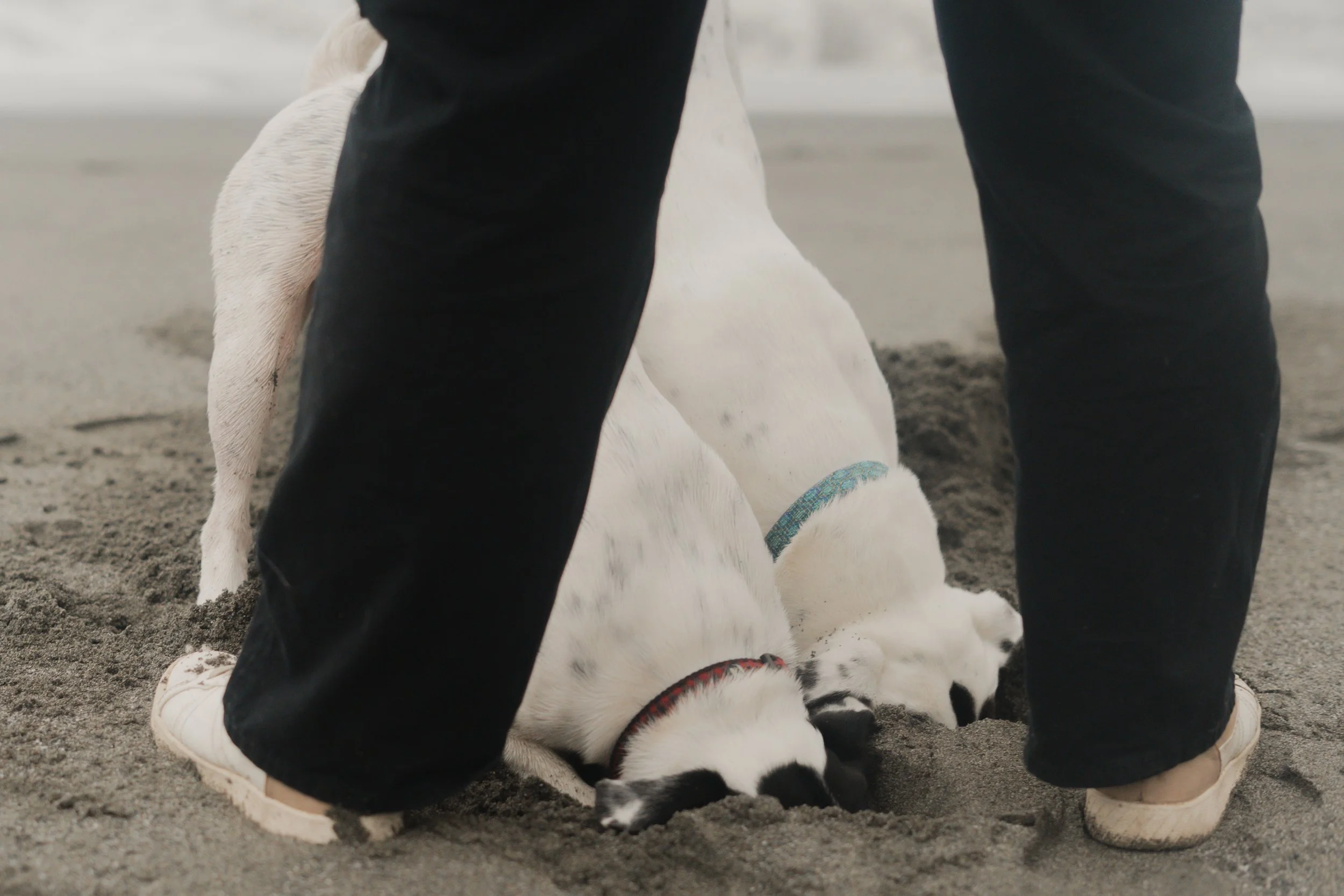 Pets-36.jpg