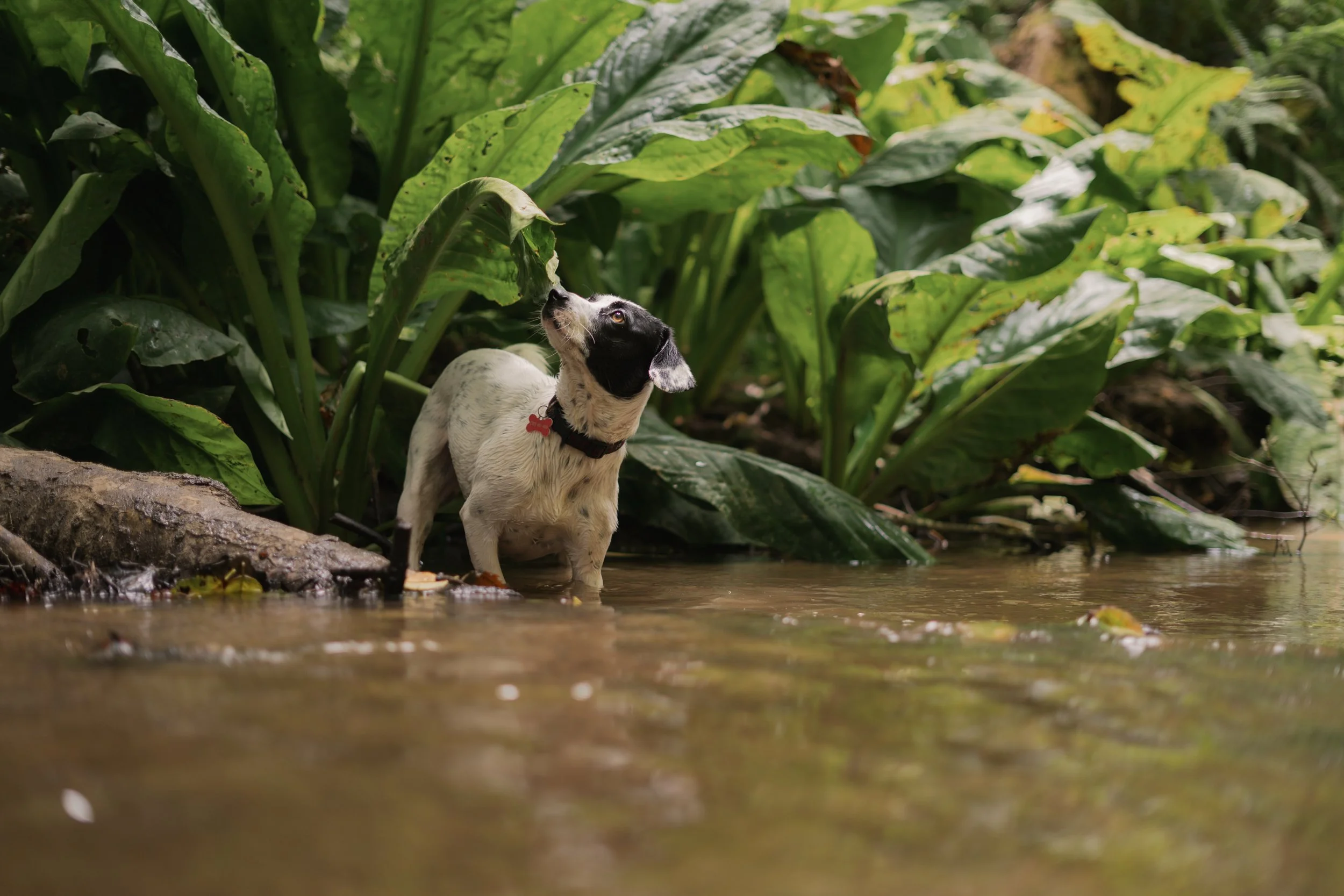 Pets-34.jpg