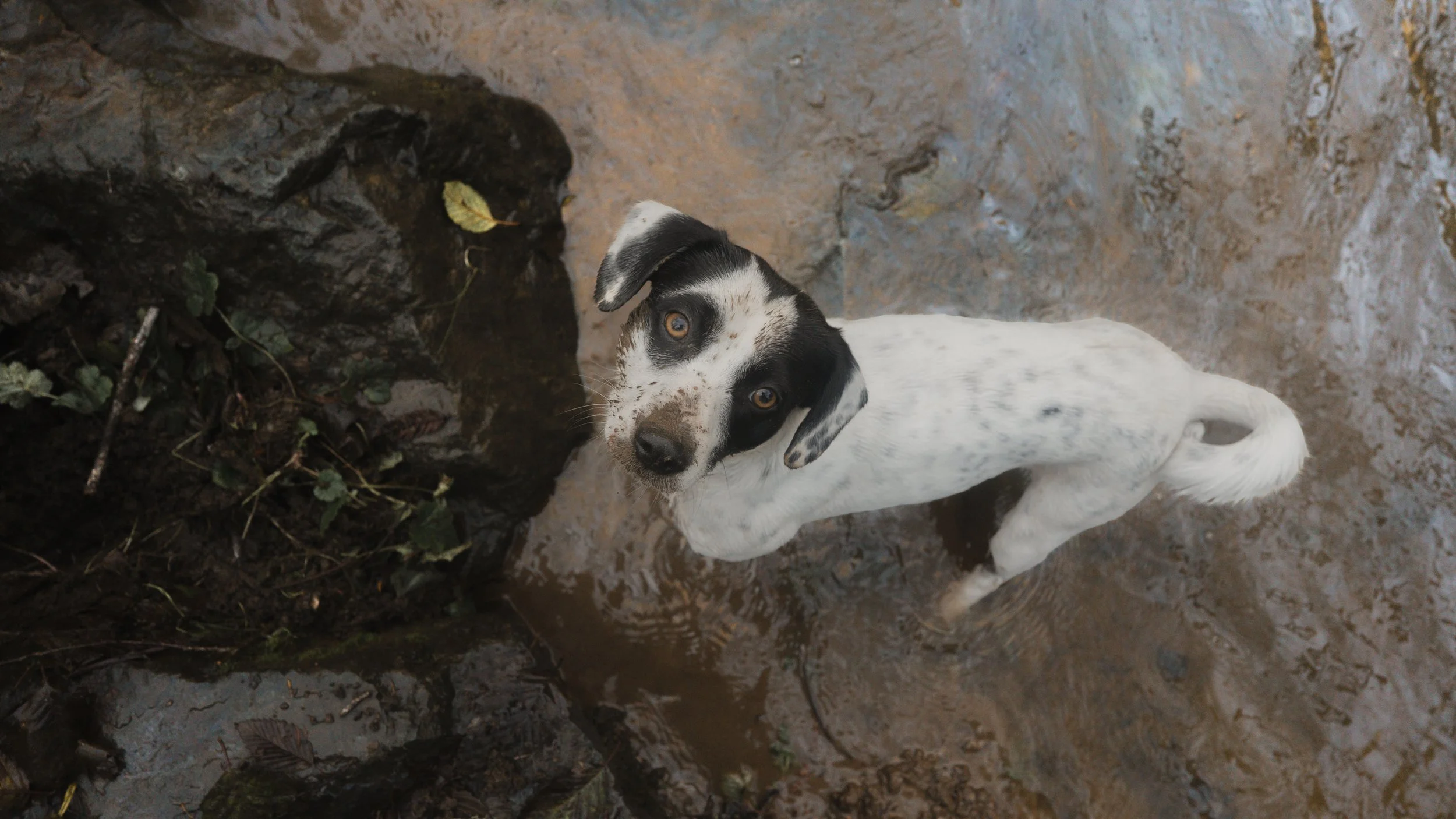 PetCollage_53.jpg