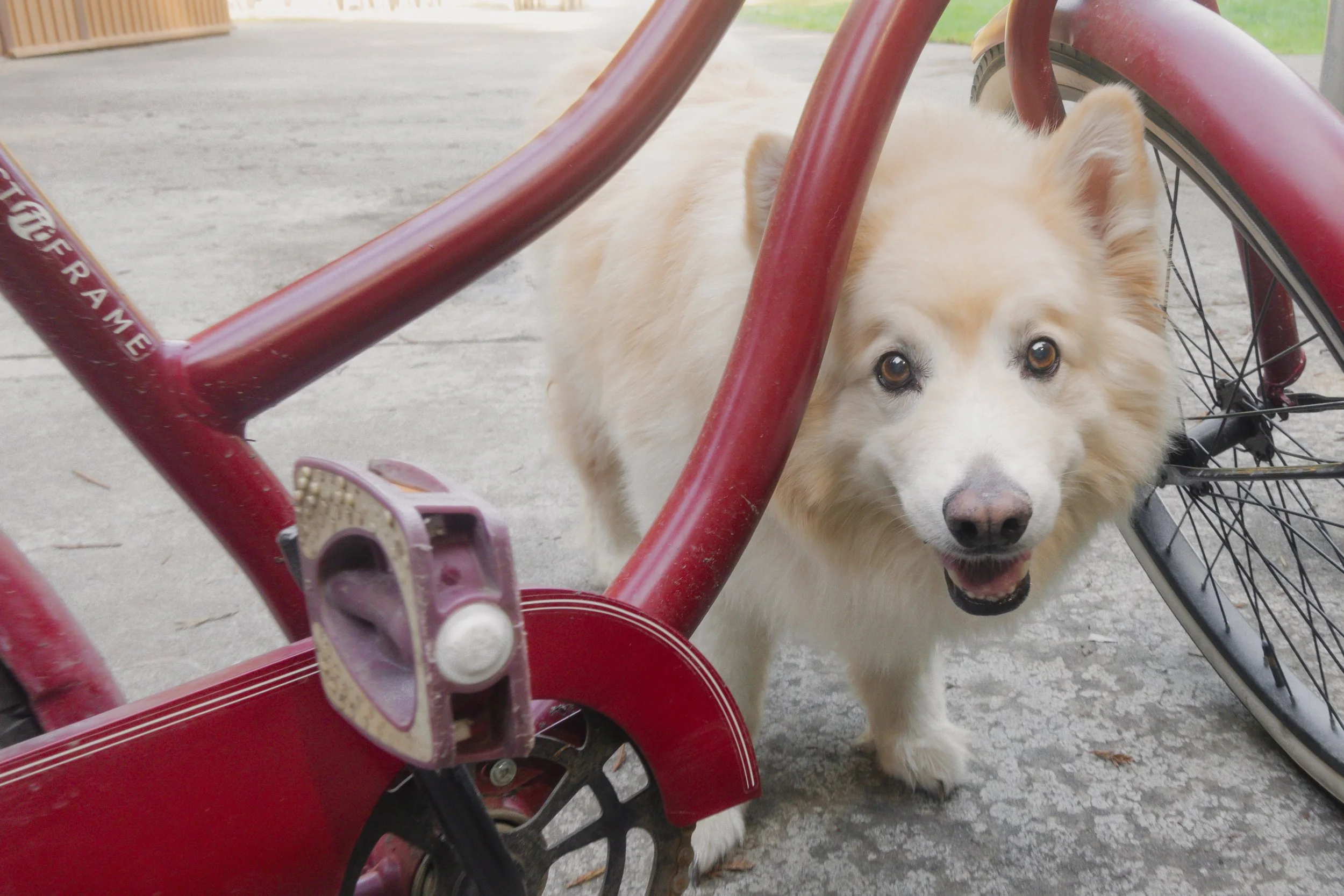Pets-151.jpg