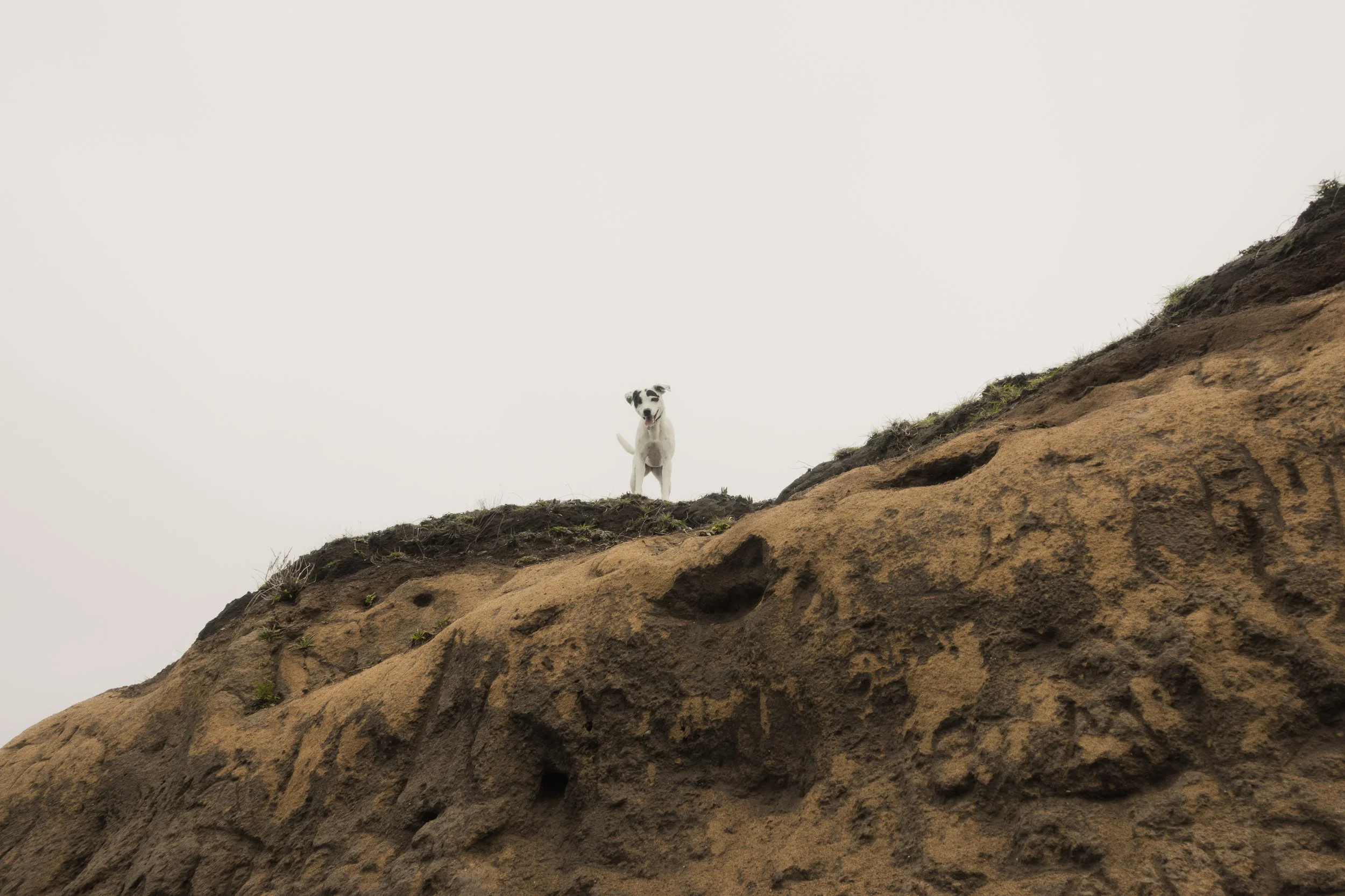 Pets-121.jpg