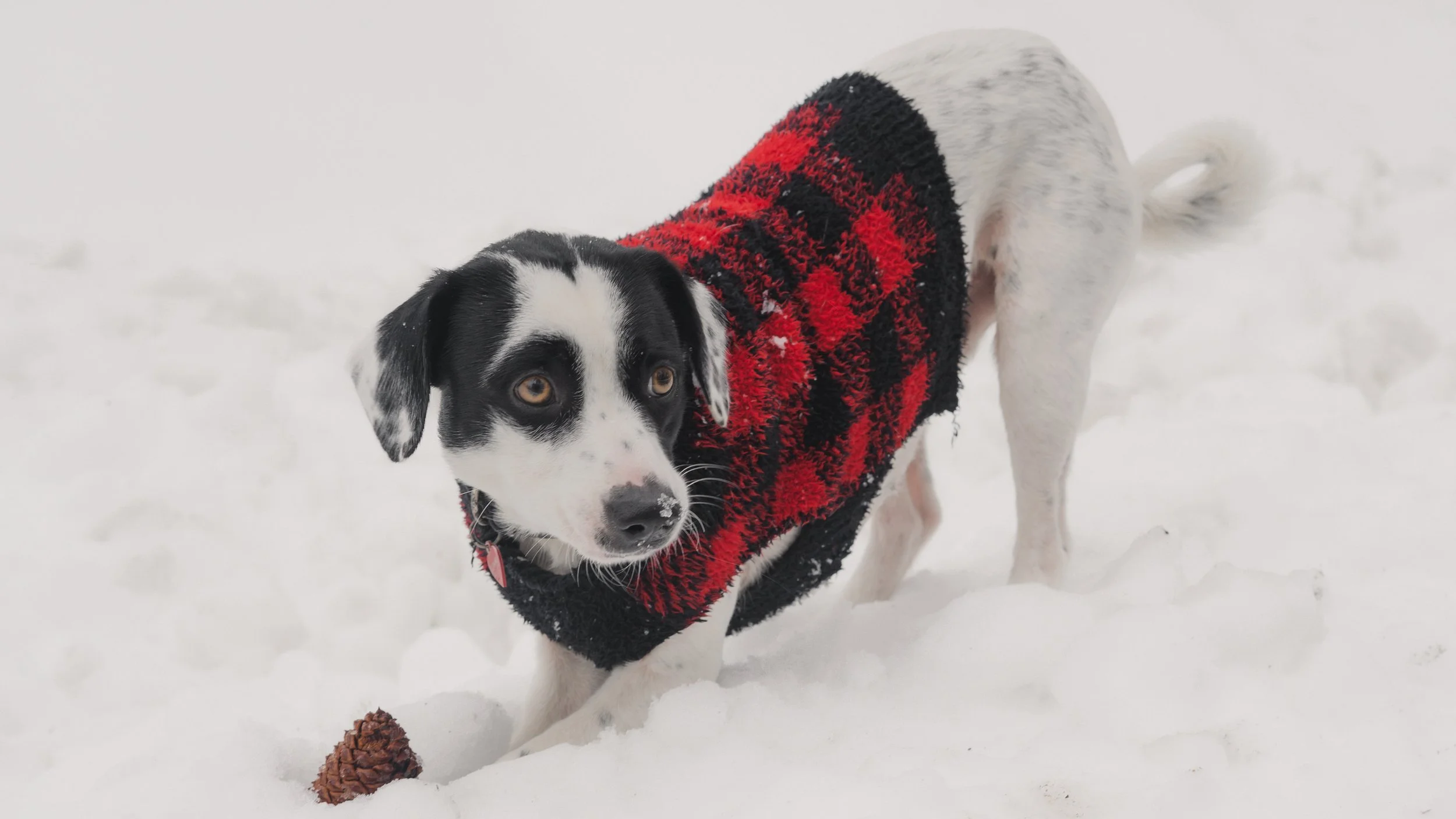 PetCollageOrdered_53.jpg