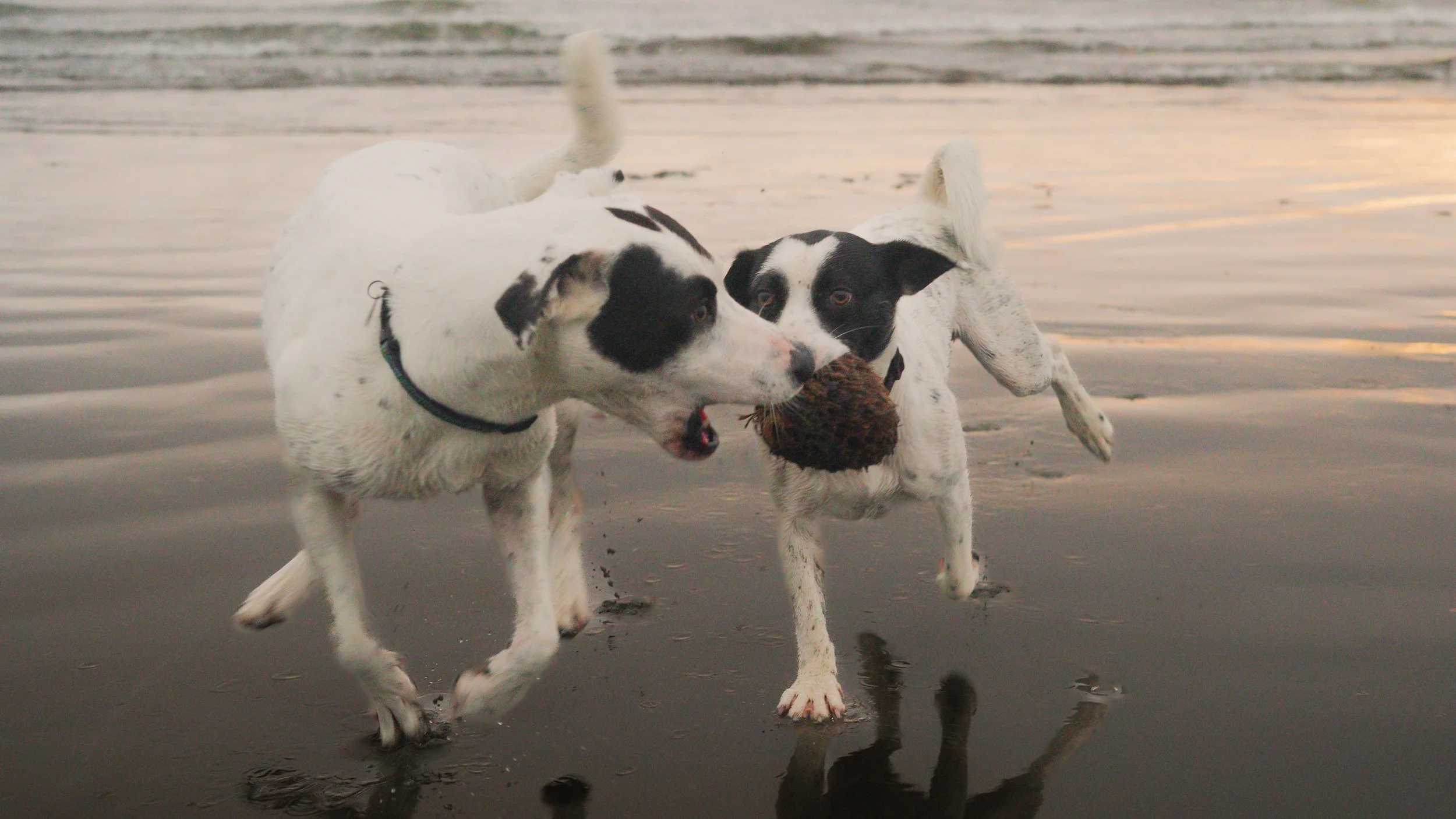 PetCollageOrdered_55.jpg
