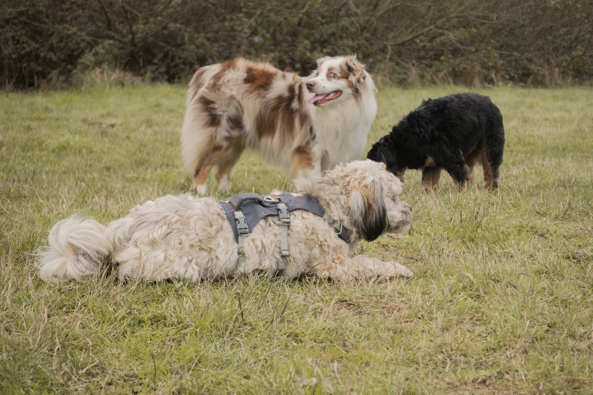 Pets-26.jpg