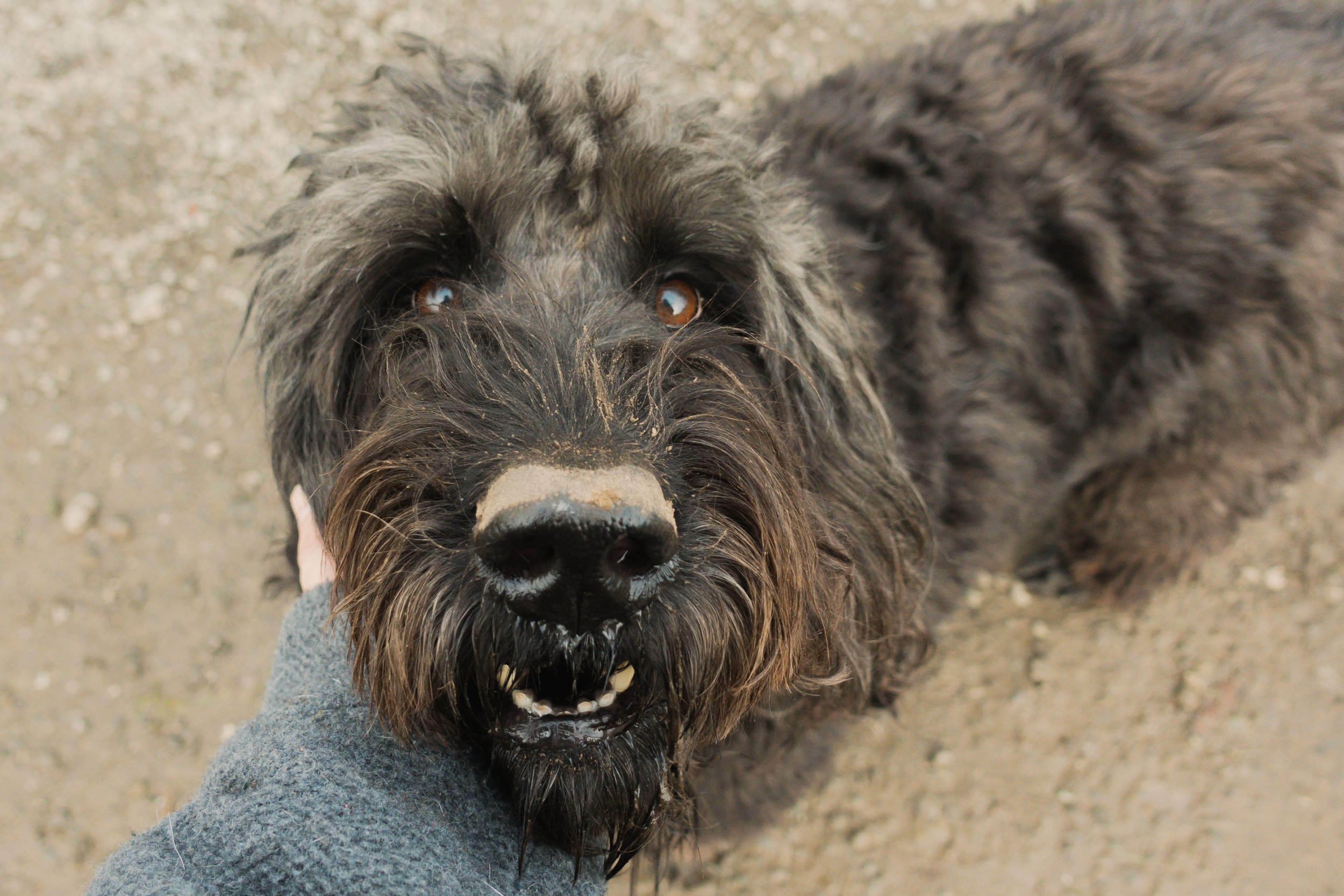 Pets-62.jpg