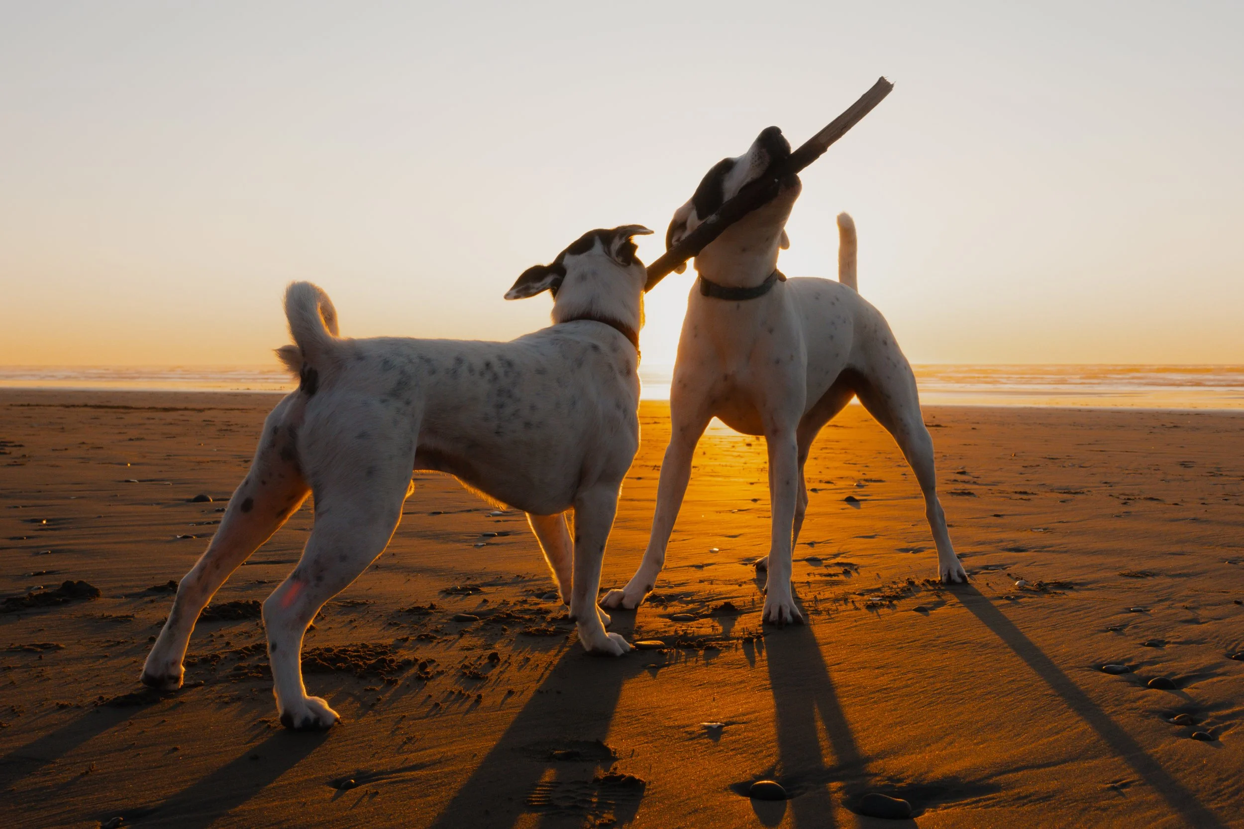 Pets-205.jpg