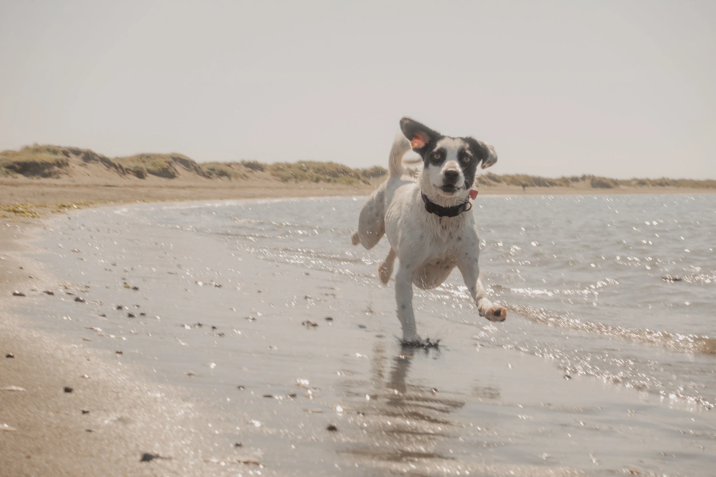 Pets-196.jpg