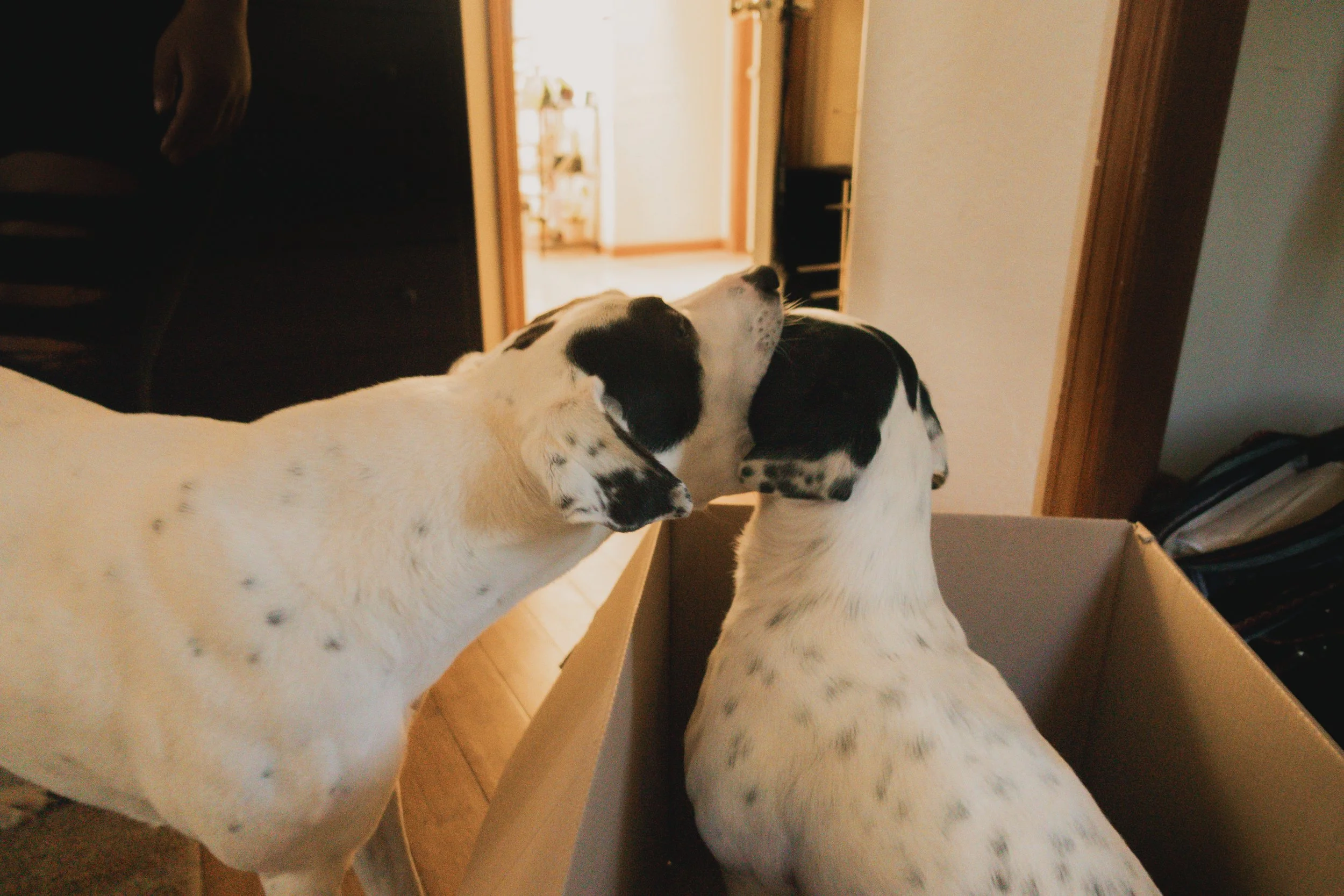 Pets-75.jpg