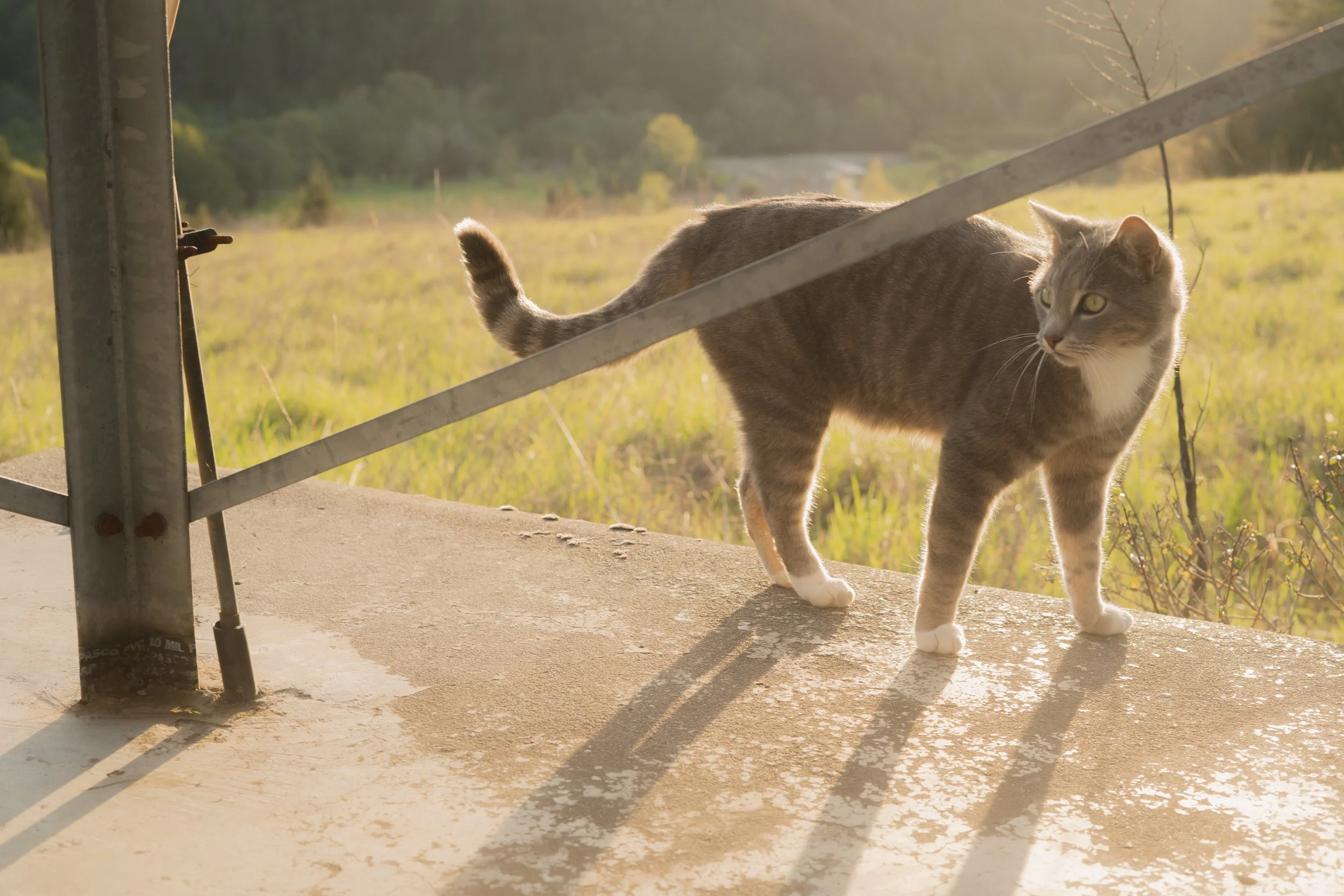 Pets-170.jpg