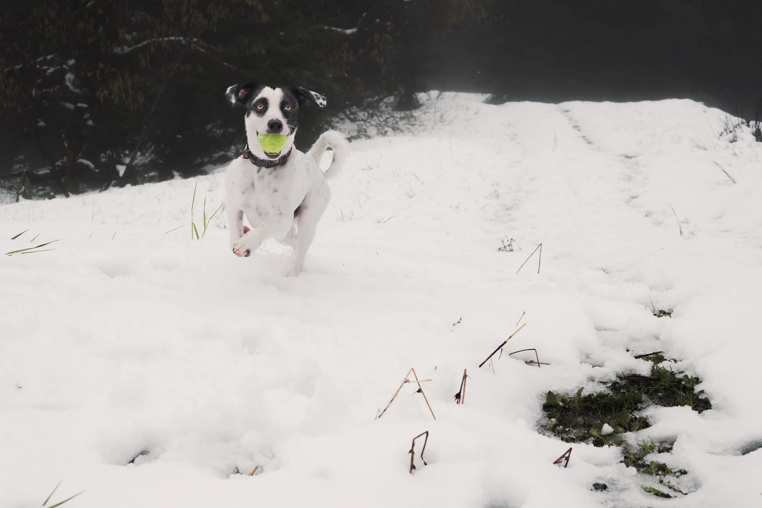 Pets-136.jpg