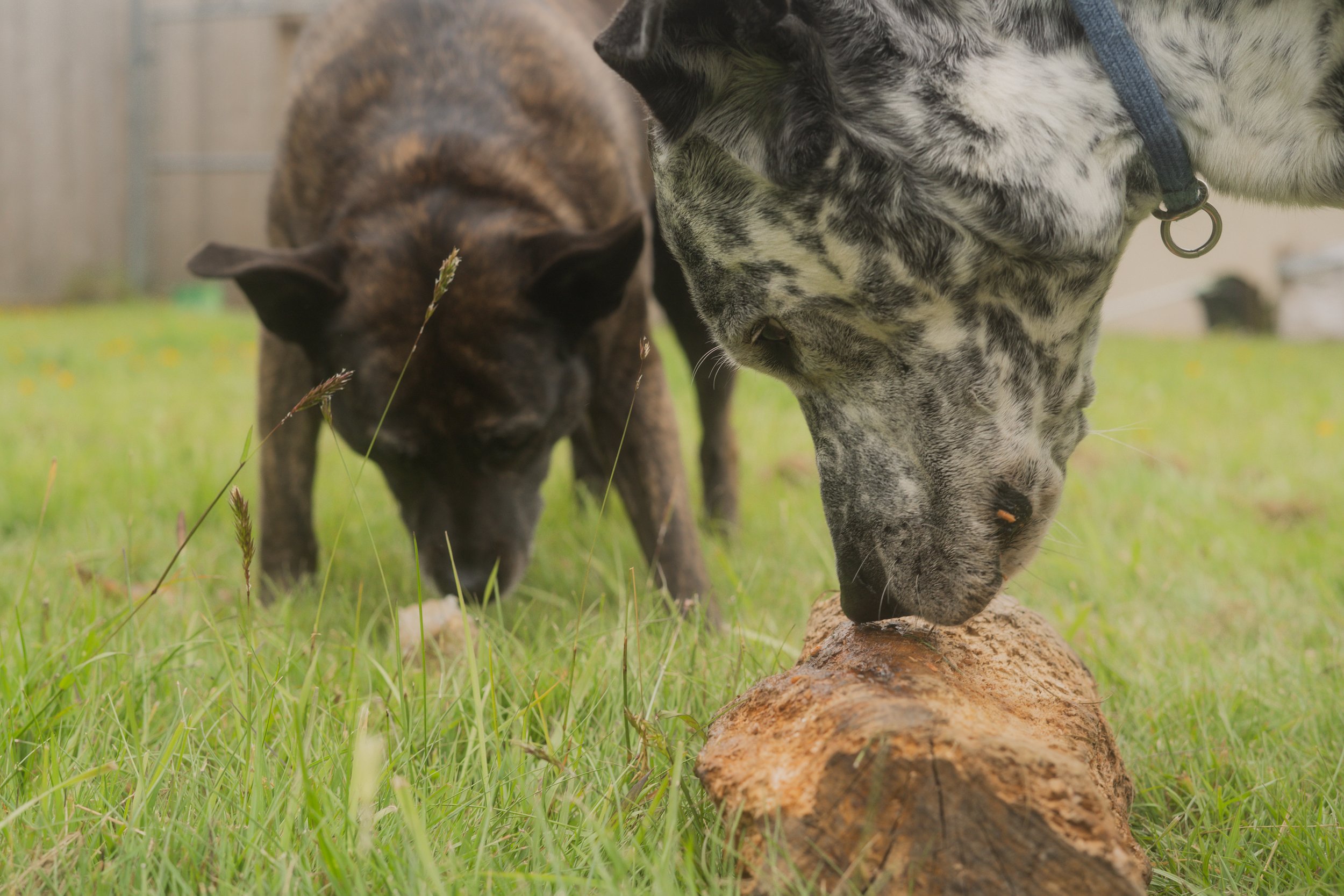 Pets-212.jpg