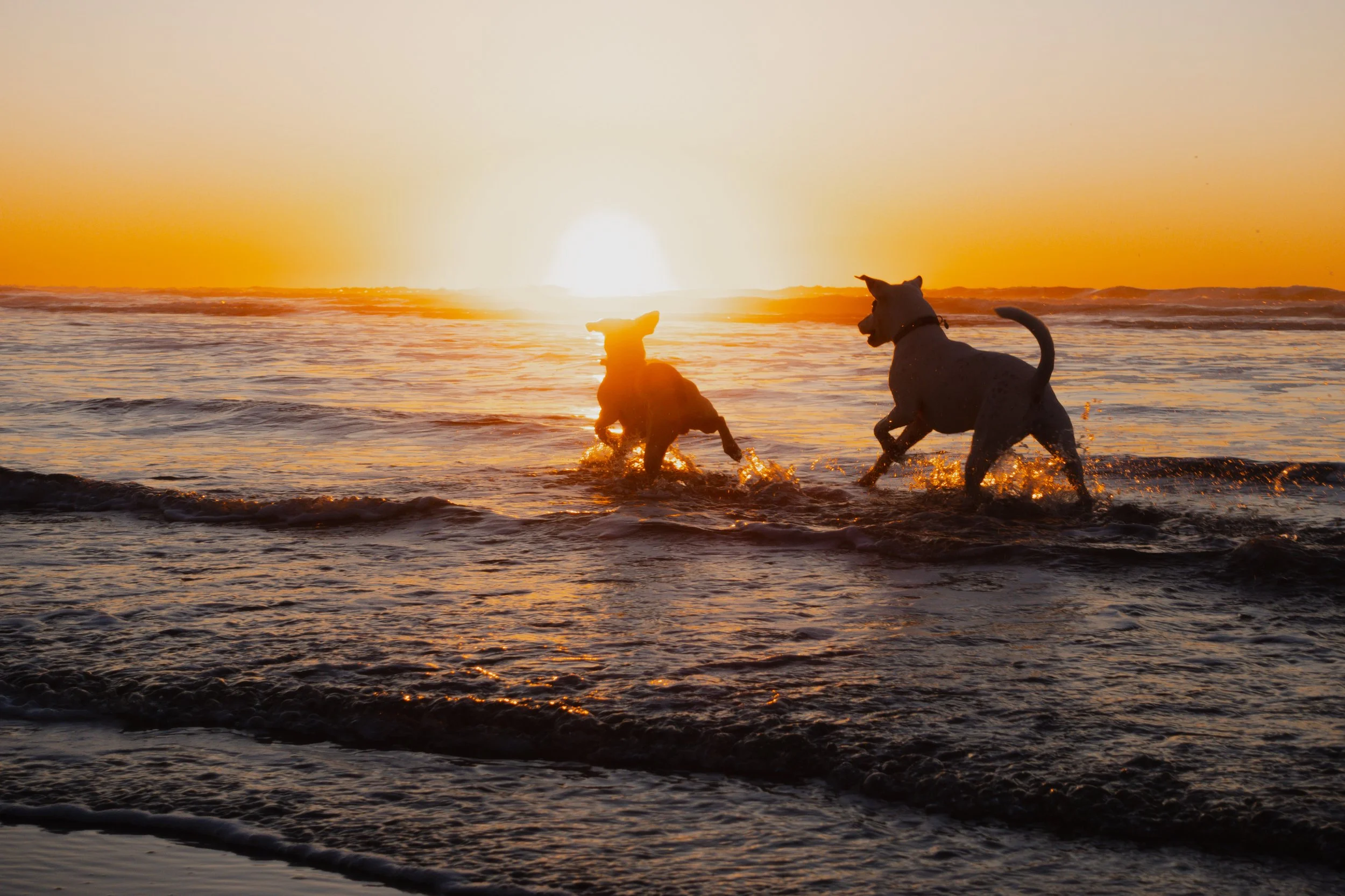 Pets-207.jpg