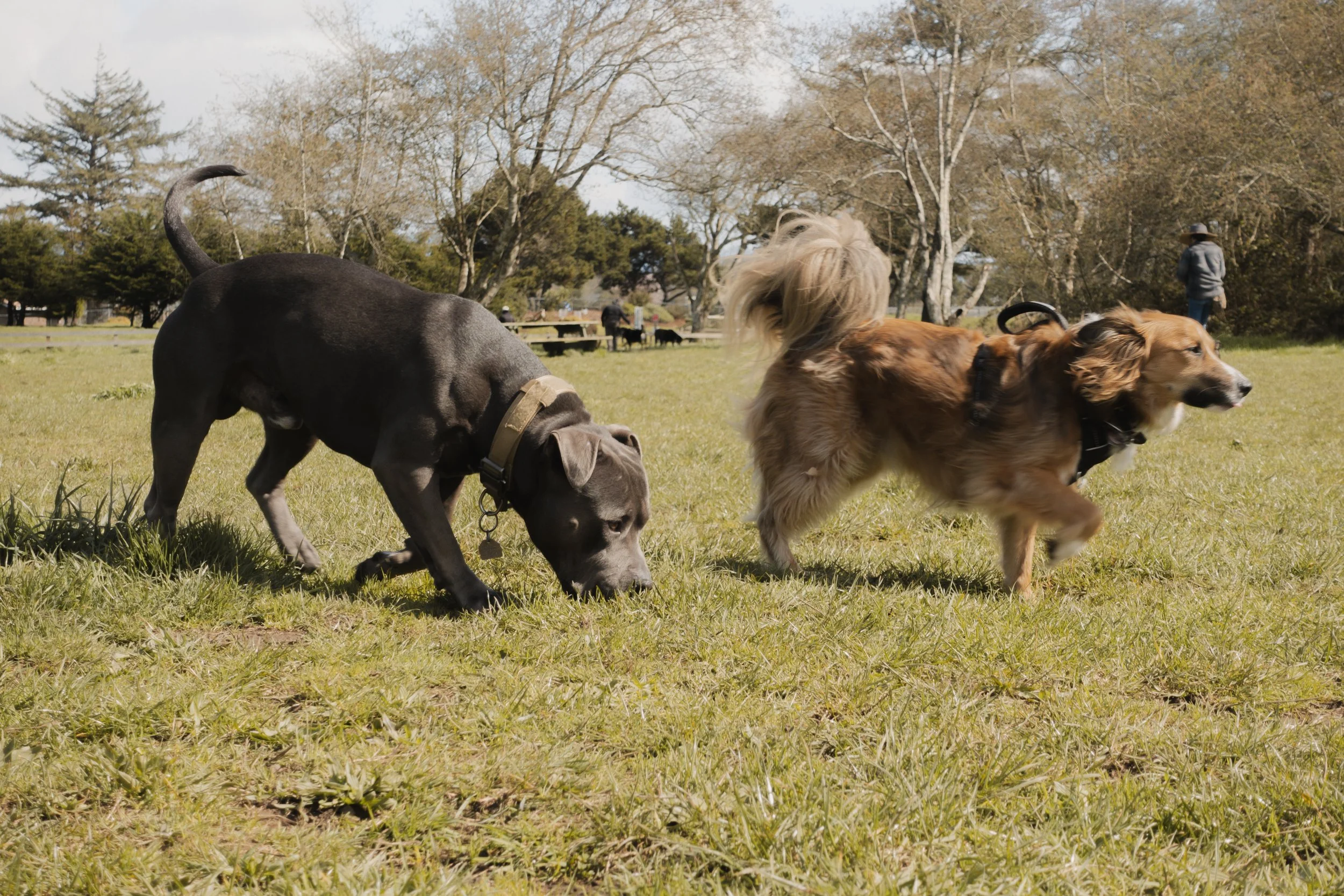 Pets-51.jpg