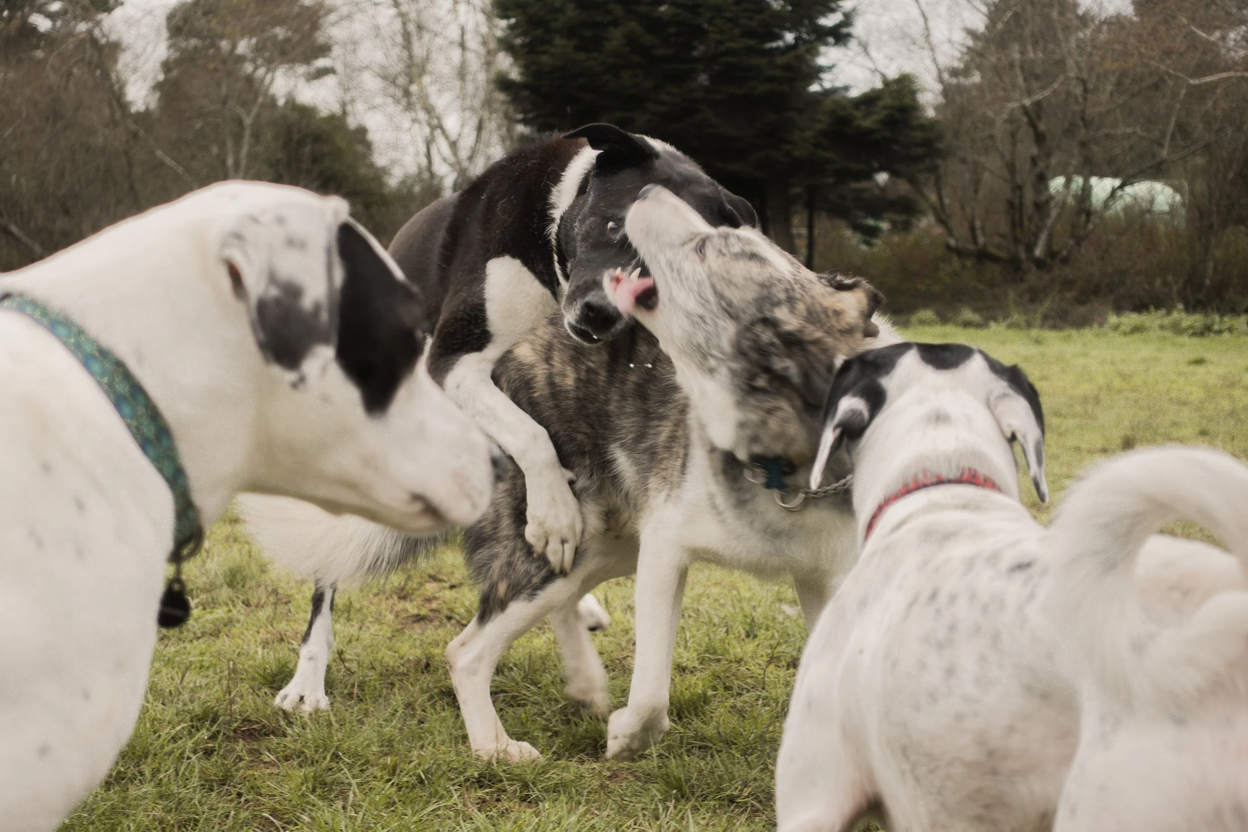 Pets-24.jpg