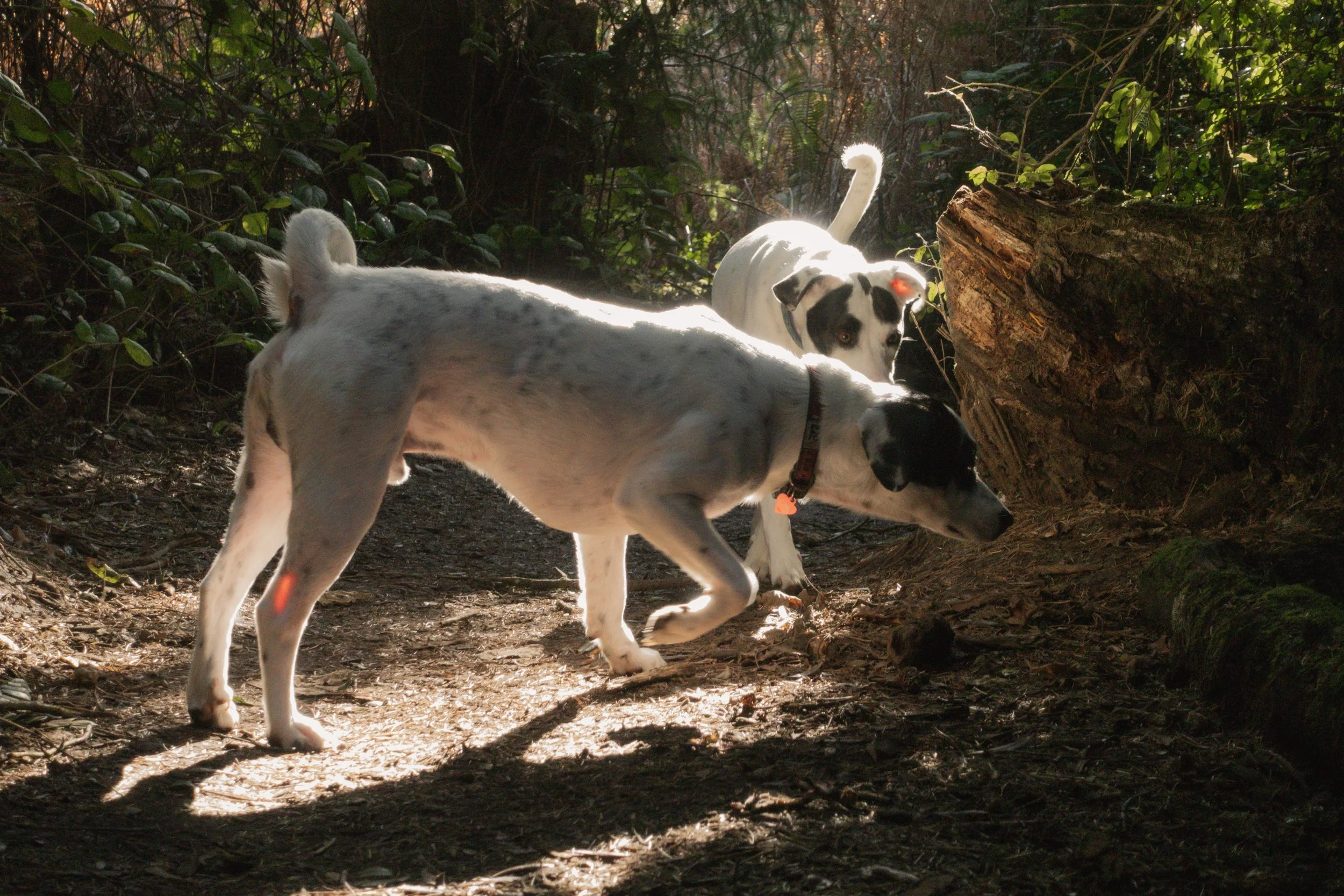 Pets-200.jpg