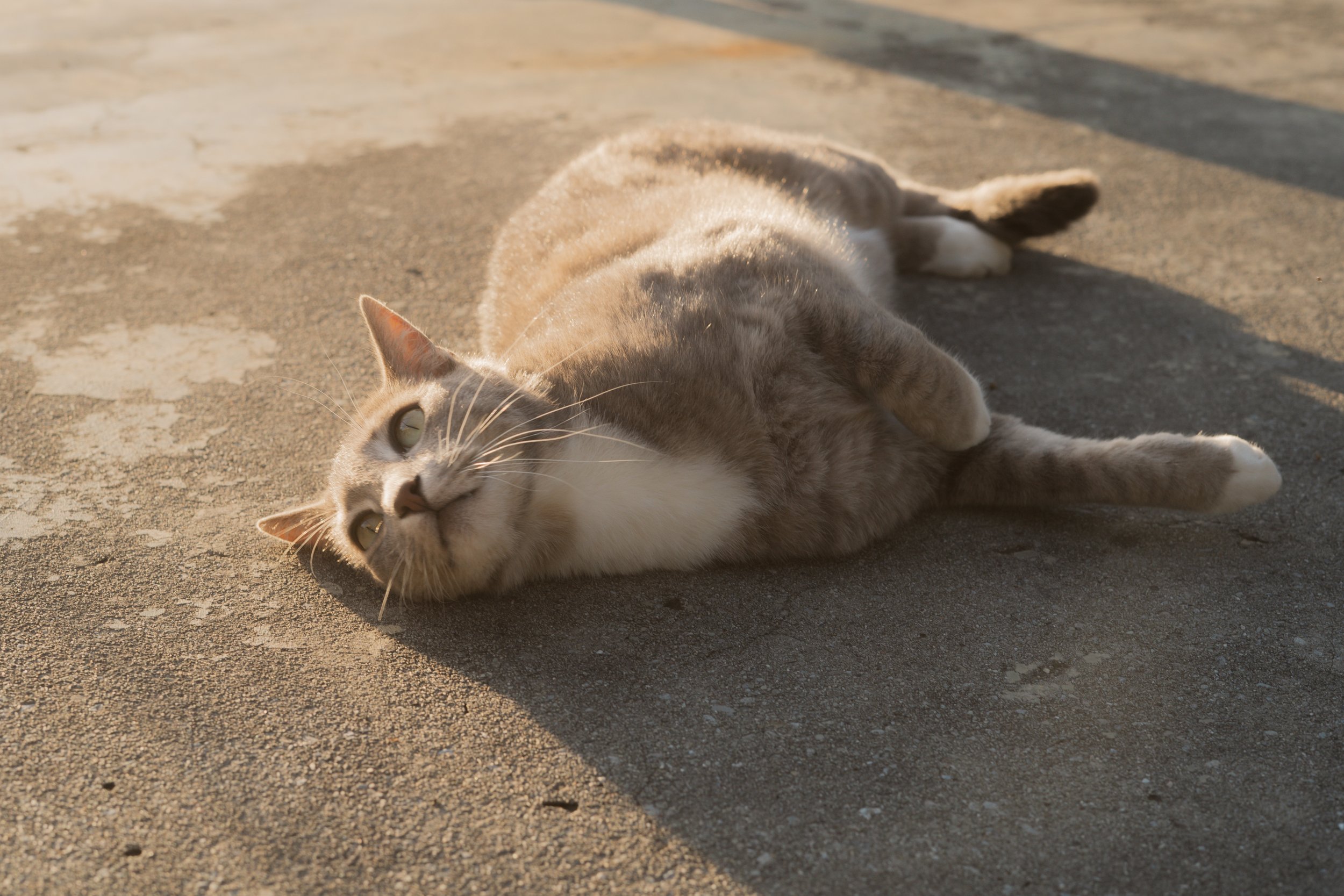 Pets-173.jpg