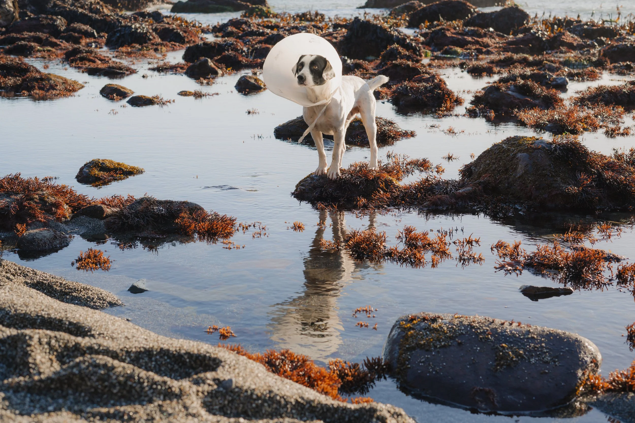 Pets-101.jpg