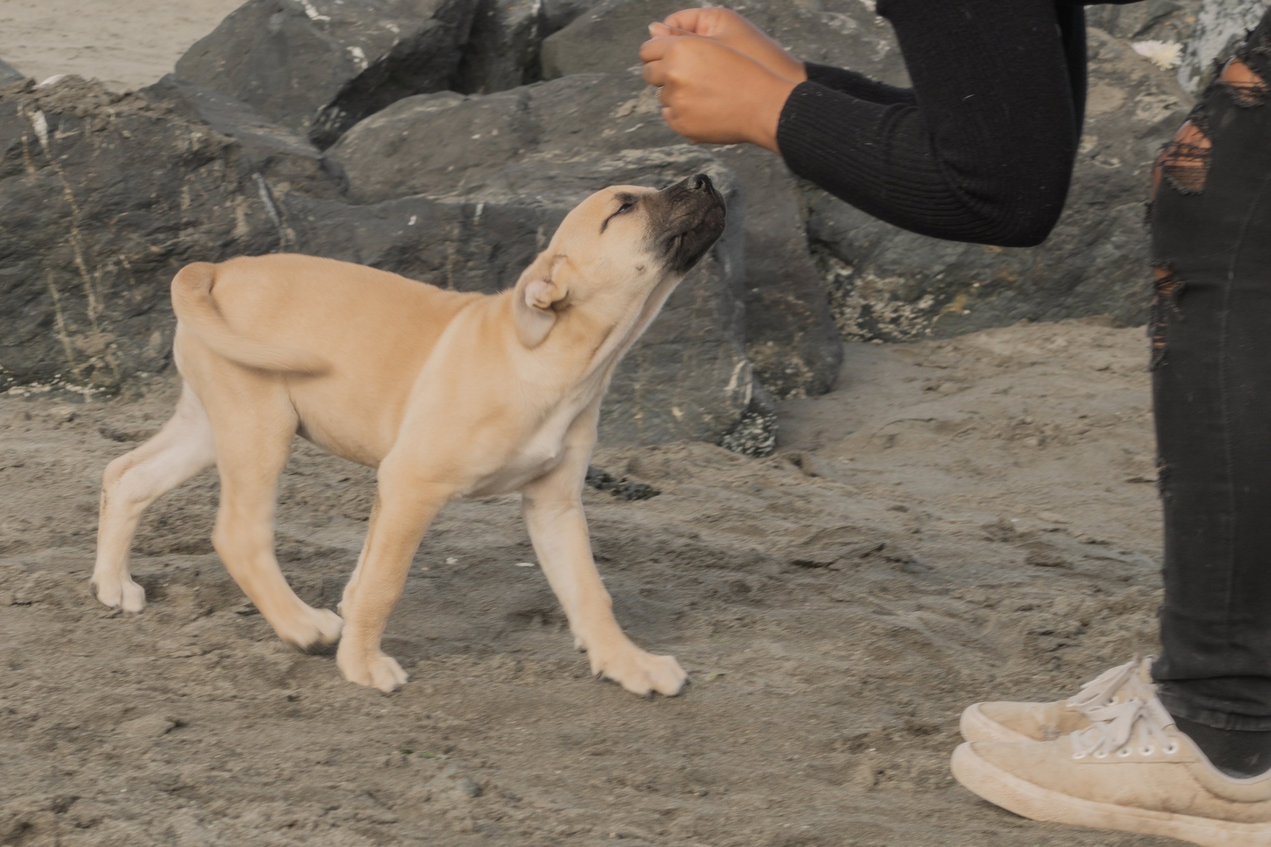 Pets-185.jpg