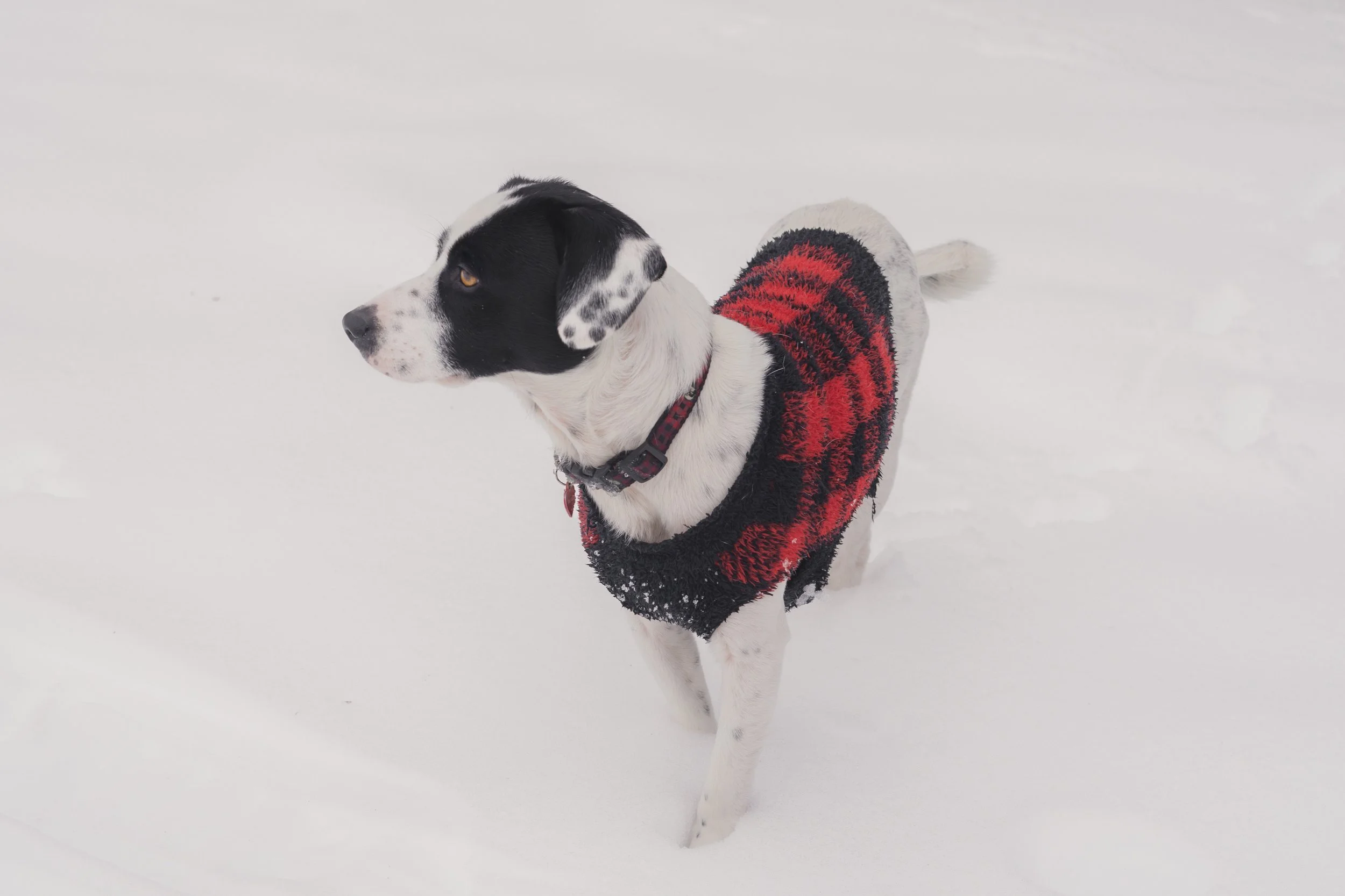 Pets-165.jpg