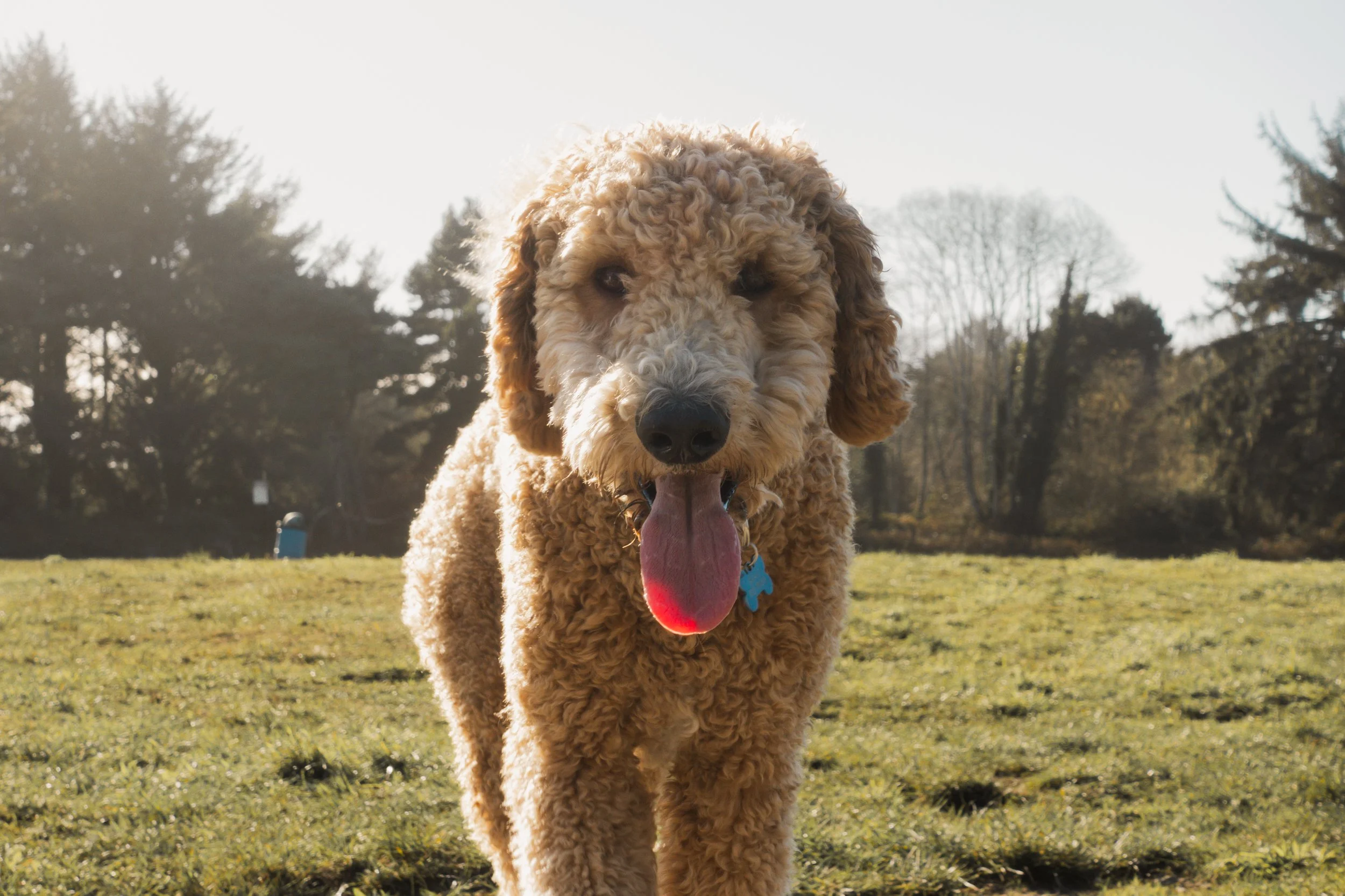 Pets-36.jpg