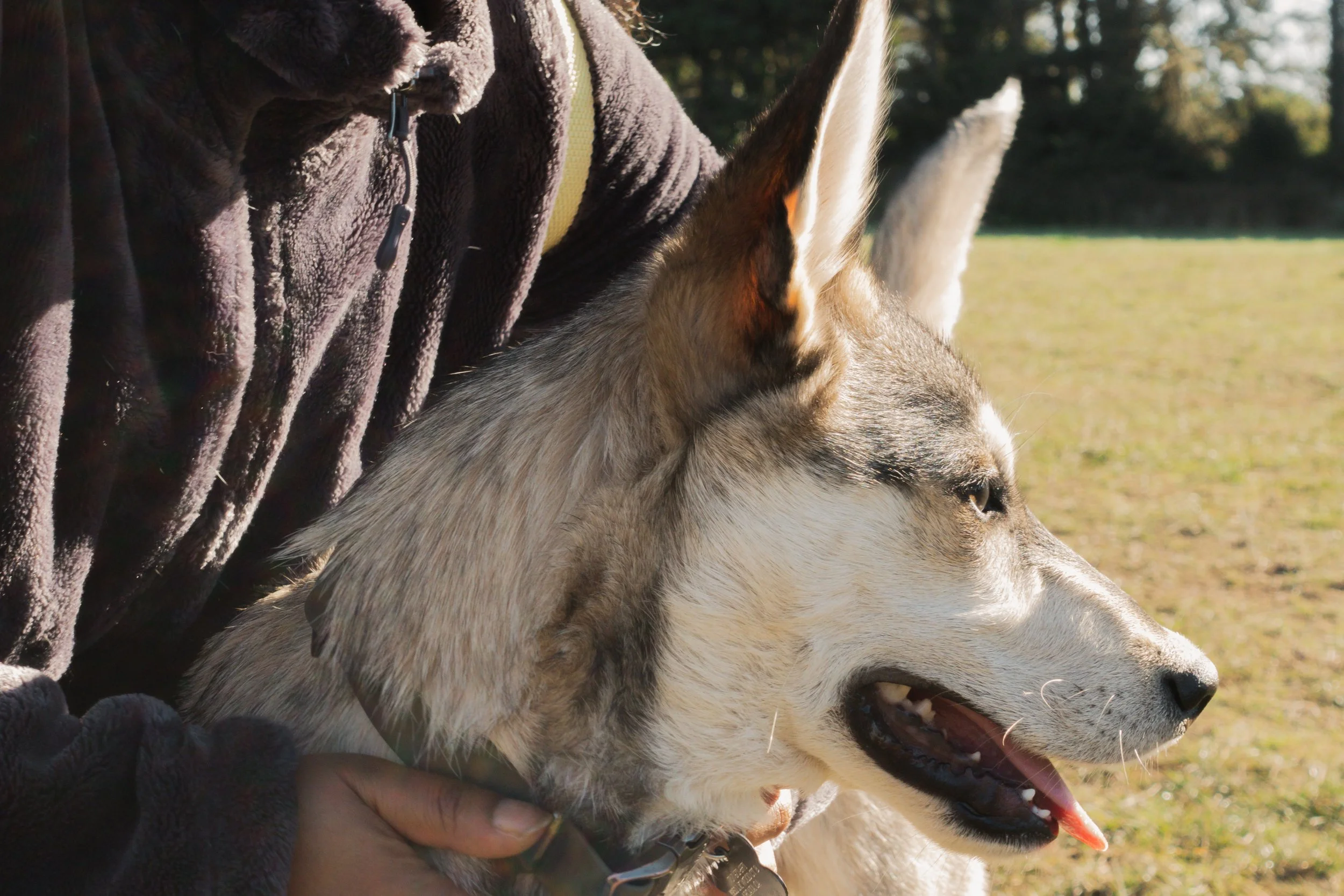 Pets-96.jpg